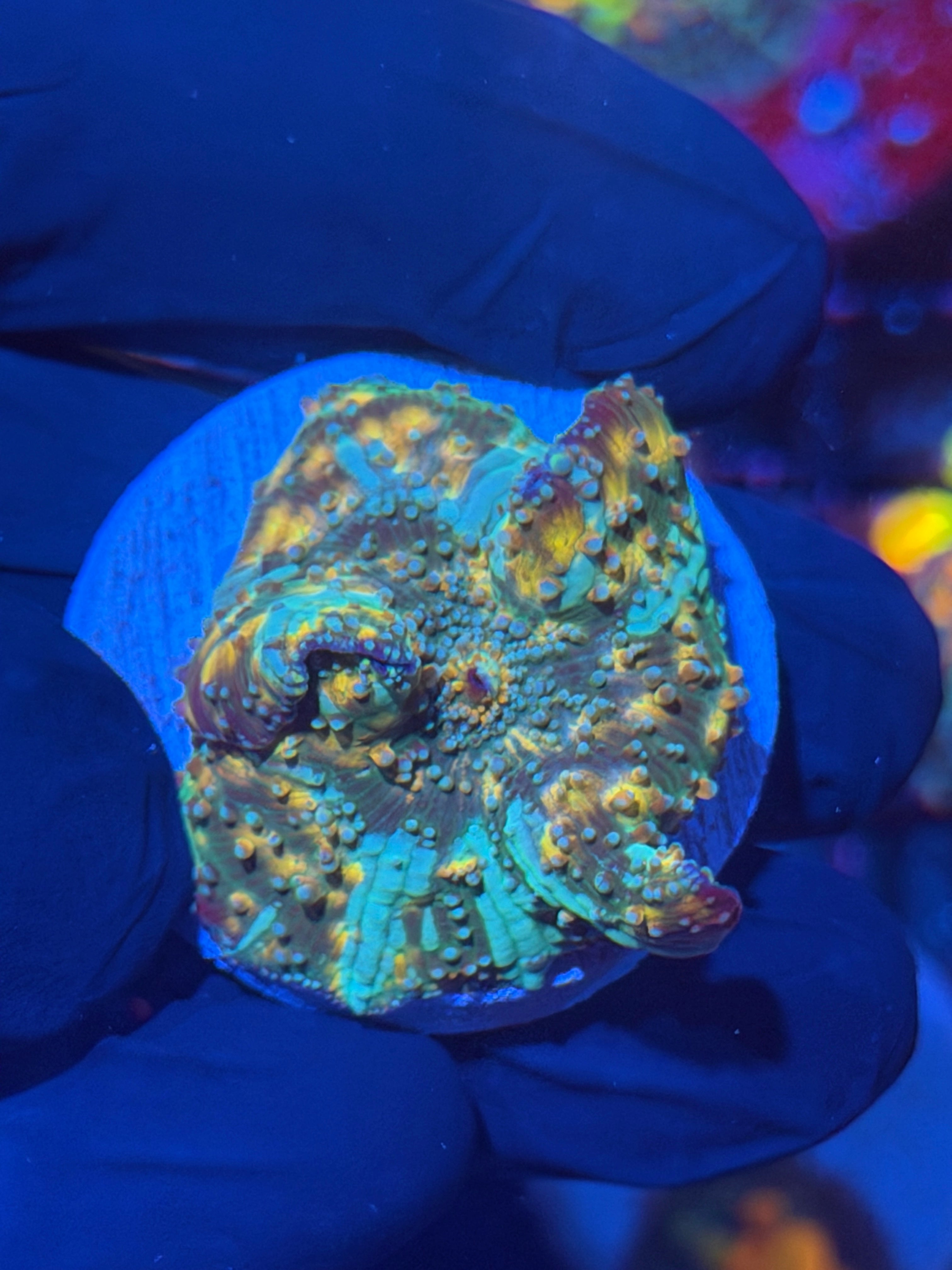 JEA Interstellar Discosoma Mushroom Coral Bouncing XXL 12/1