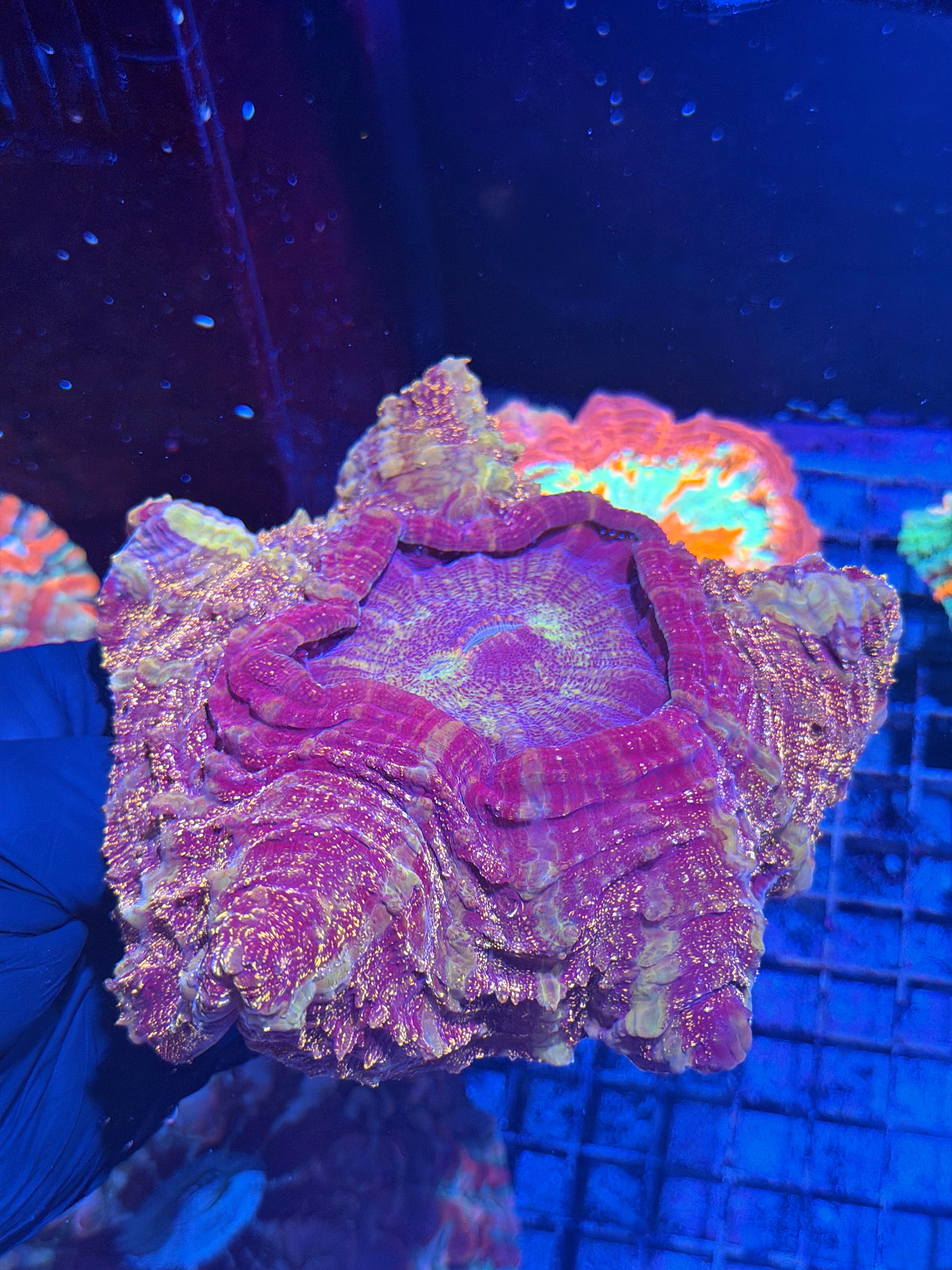 Glitter Acanthophyllia Meat Coral XXL