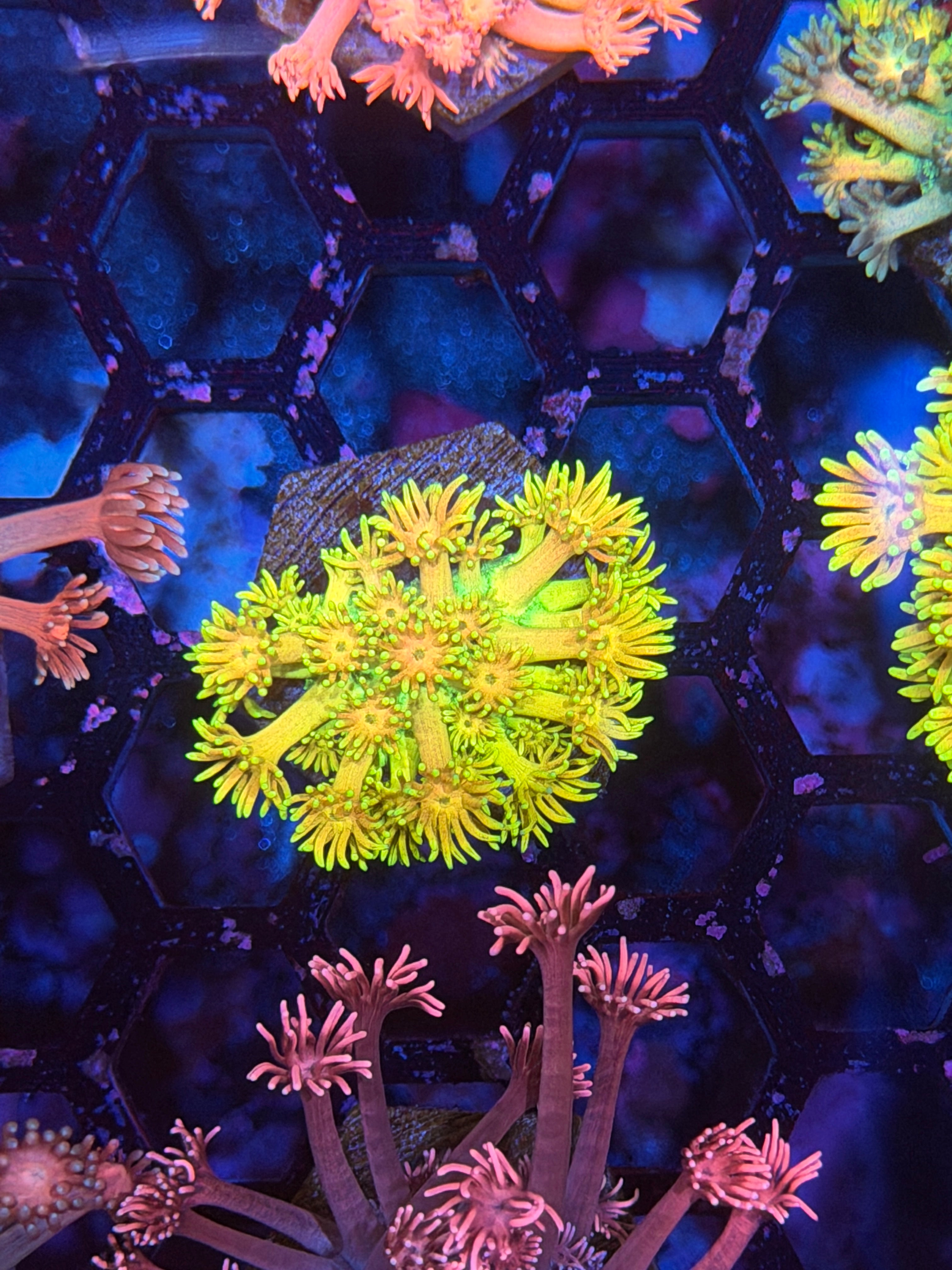 JEA Sun God Goniopora Coral 11/28