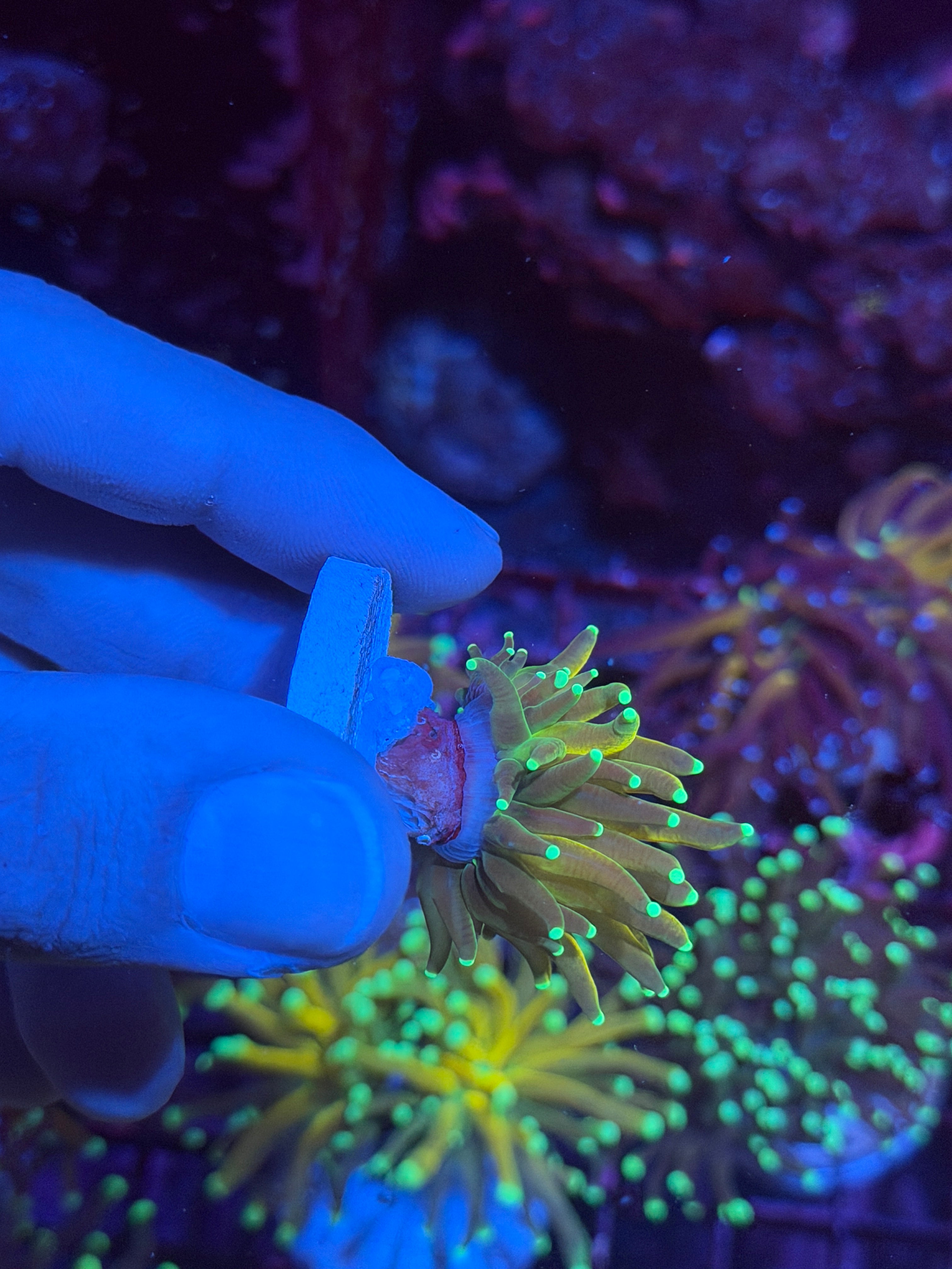 JEA Yellow Tiger Torch Coral 1 Head (Branching) 12/1