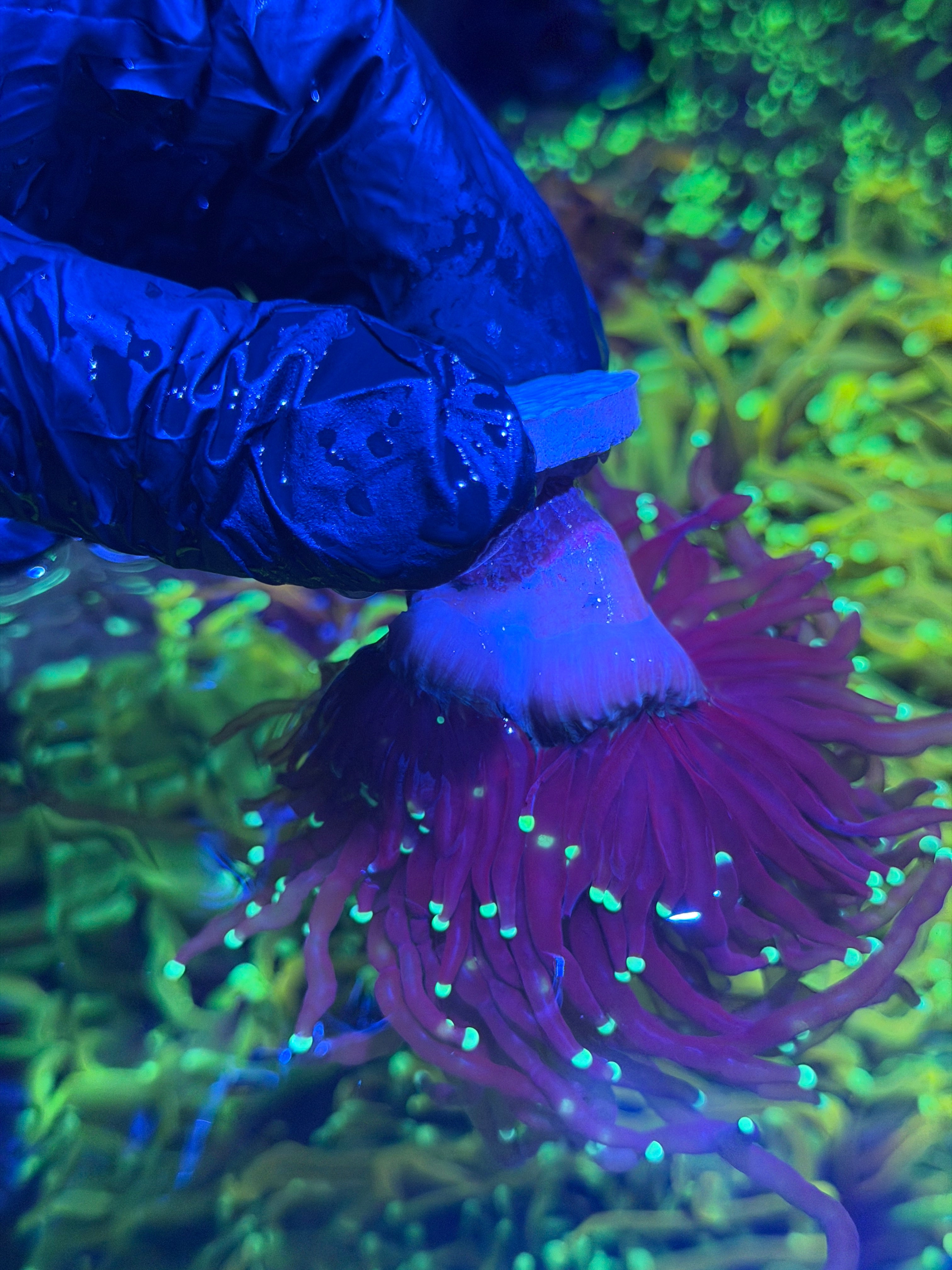 JEA Black Widow Torch Coral 2 Heads Splitting XXL