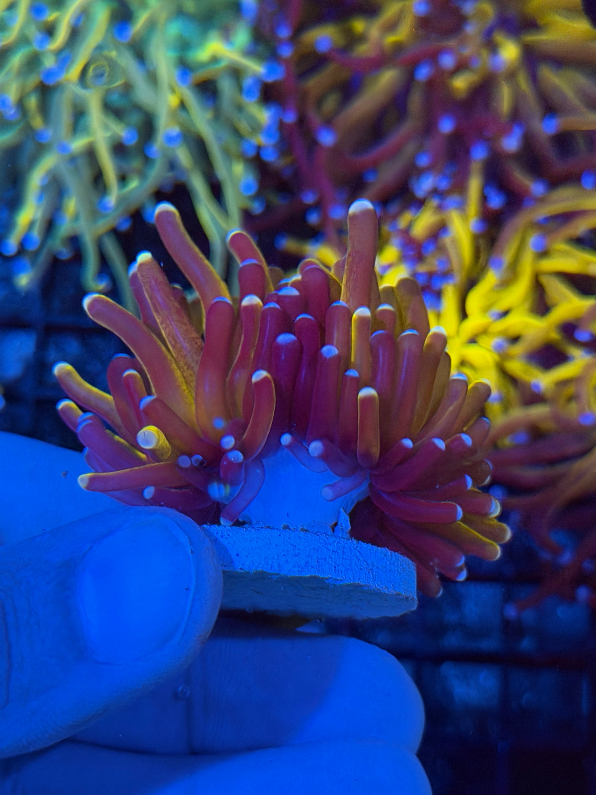 JEA Grafted Orange Tiger Torch Coral Pink Tips RARE 9/22