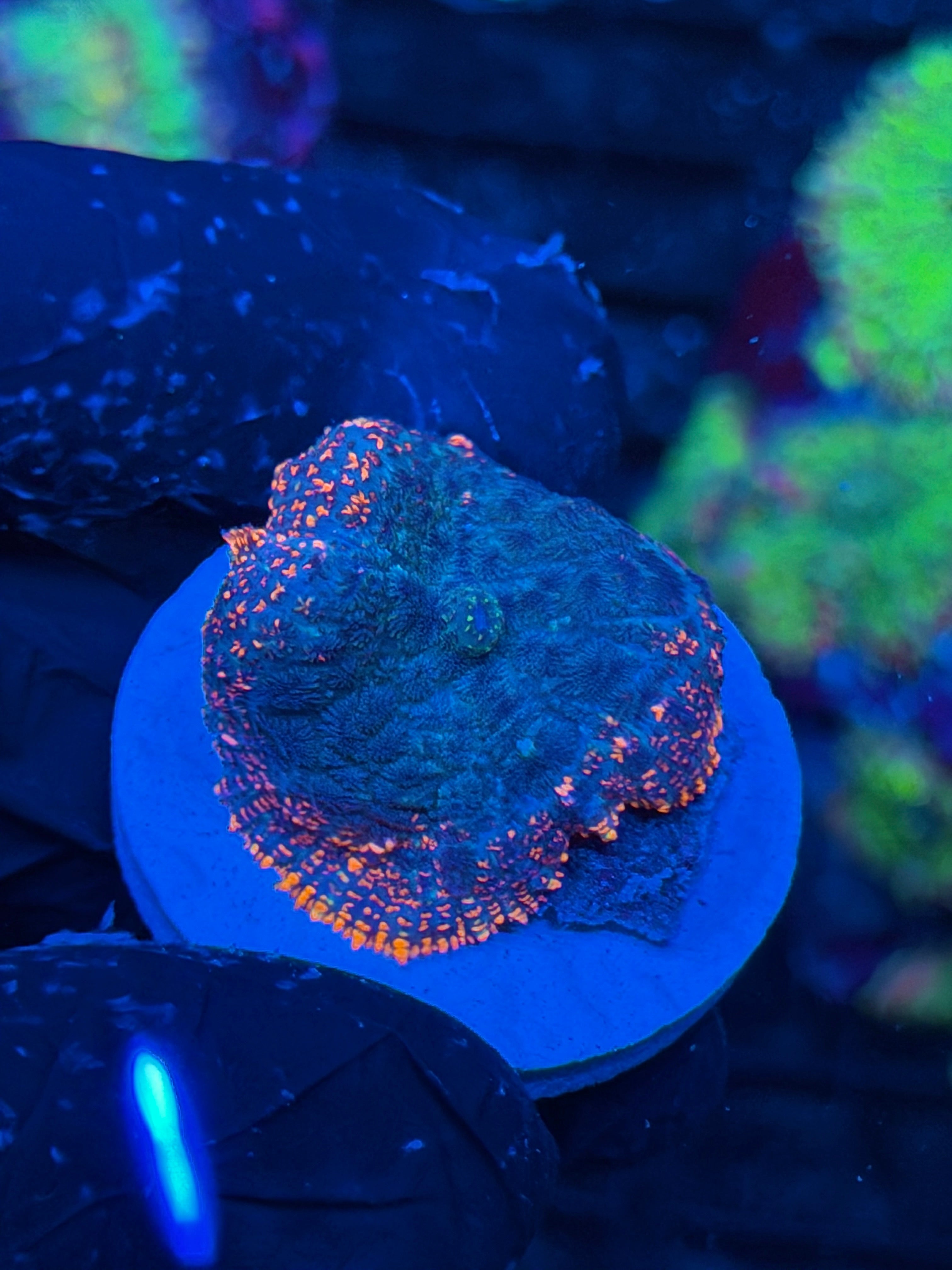 JEA Firestarter Mushroom Coral XL 9/5