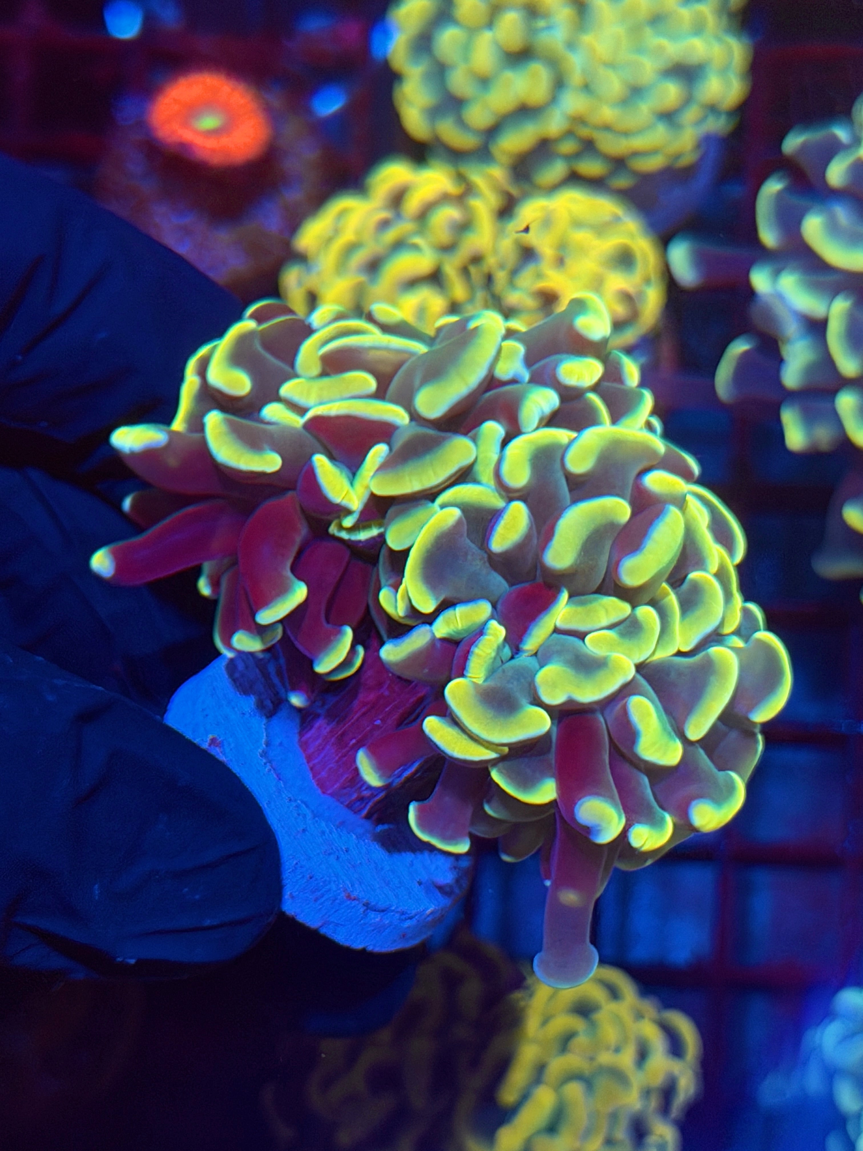 JEA Golden Arrow Hammer Coral 2 XL Heads