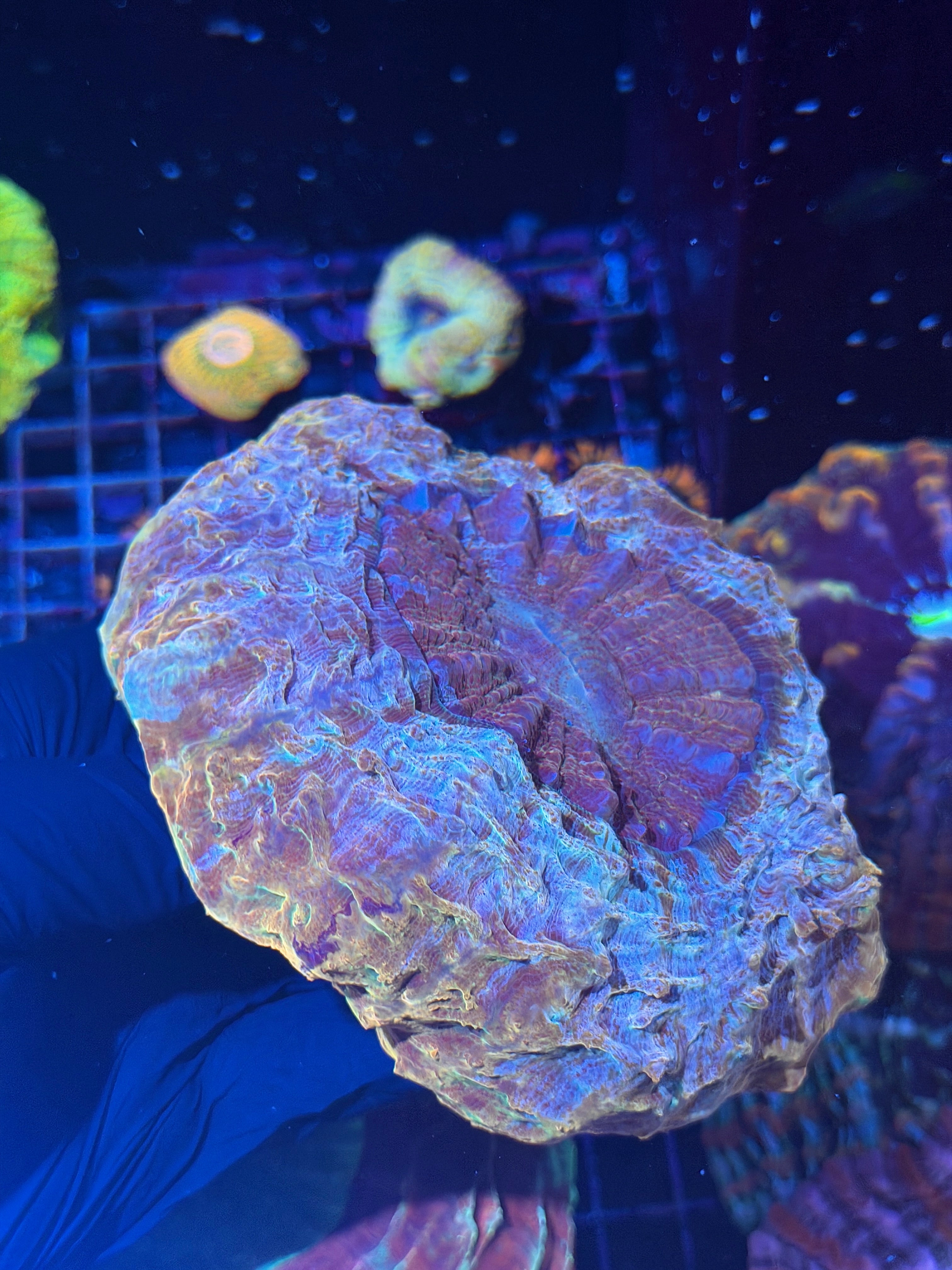 Unique Multicolor Acanthophyllia Meat Coral XL
