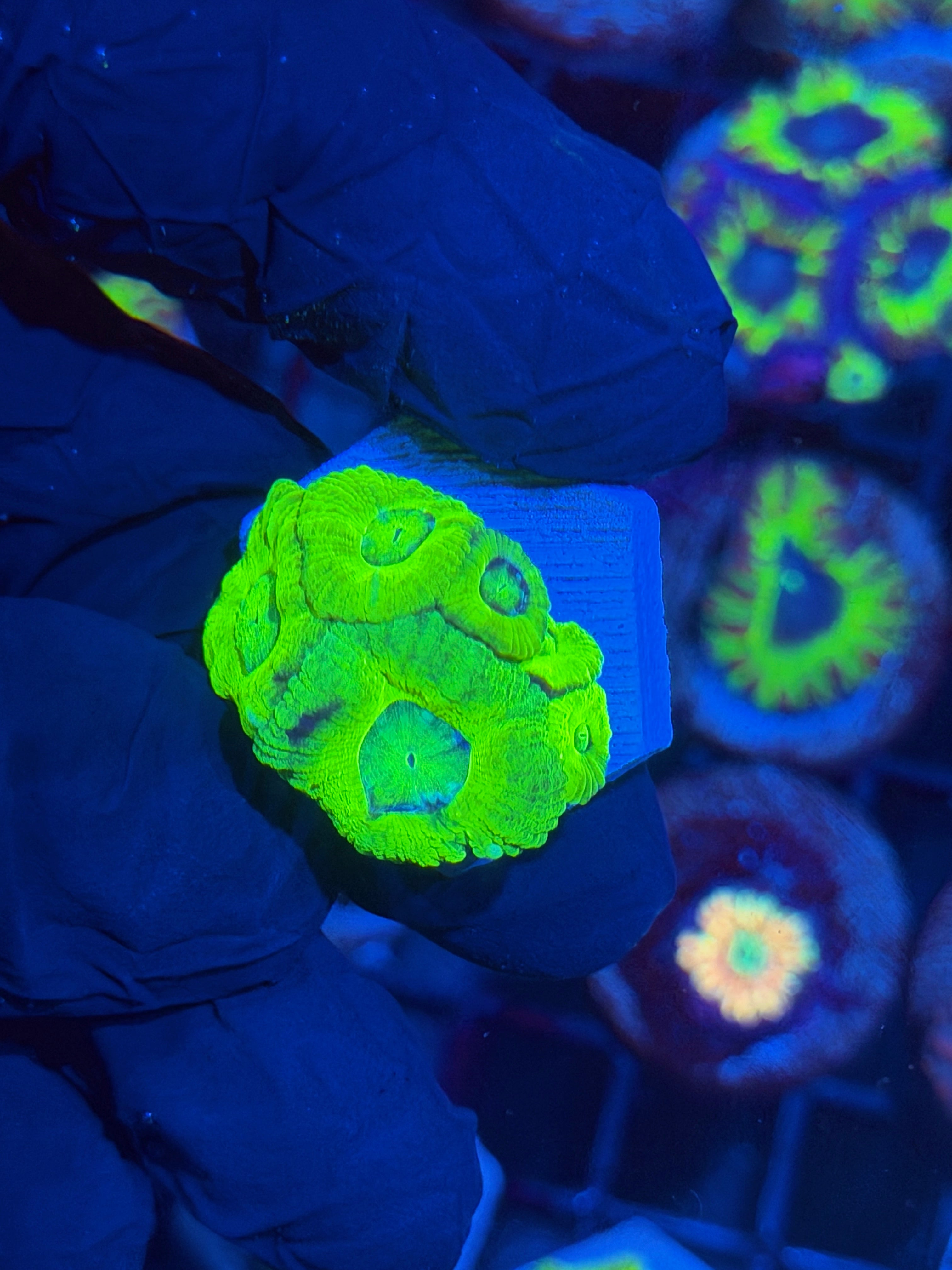 JEA Green Nebula Asian Acans 6 Heads BRIGHT 12/1