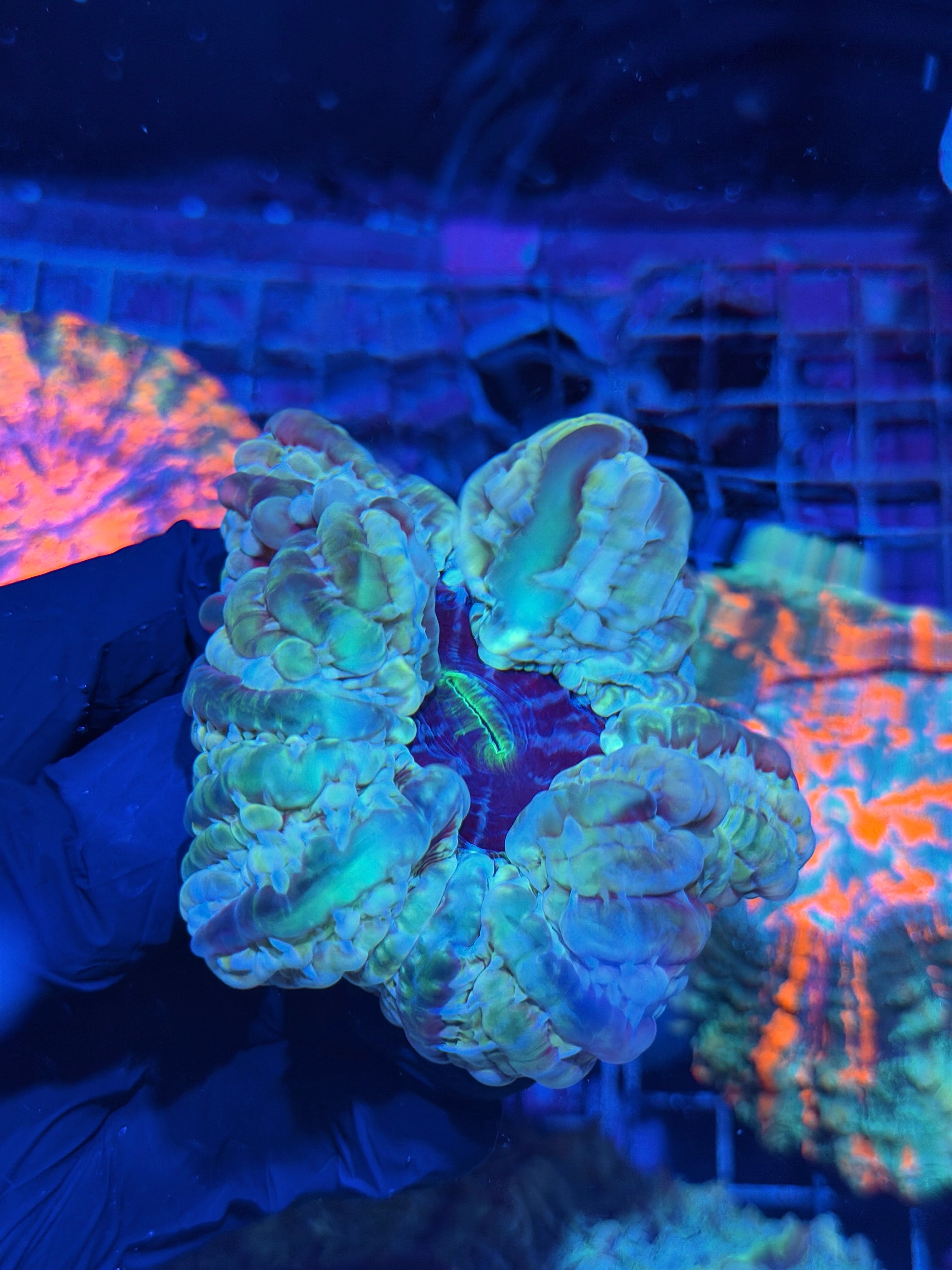 Multi Color Indophyllia Meat Coral XL