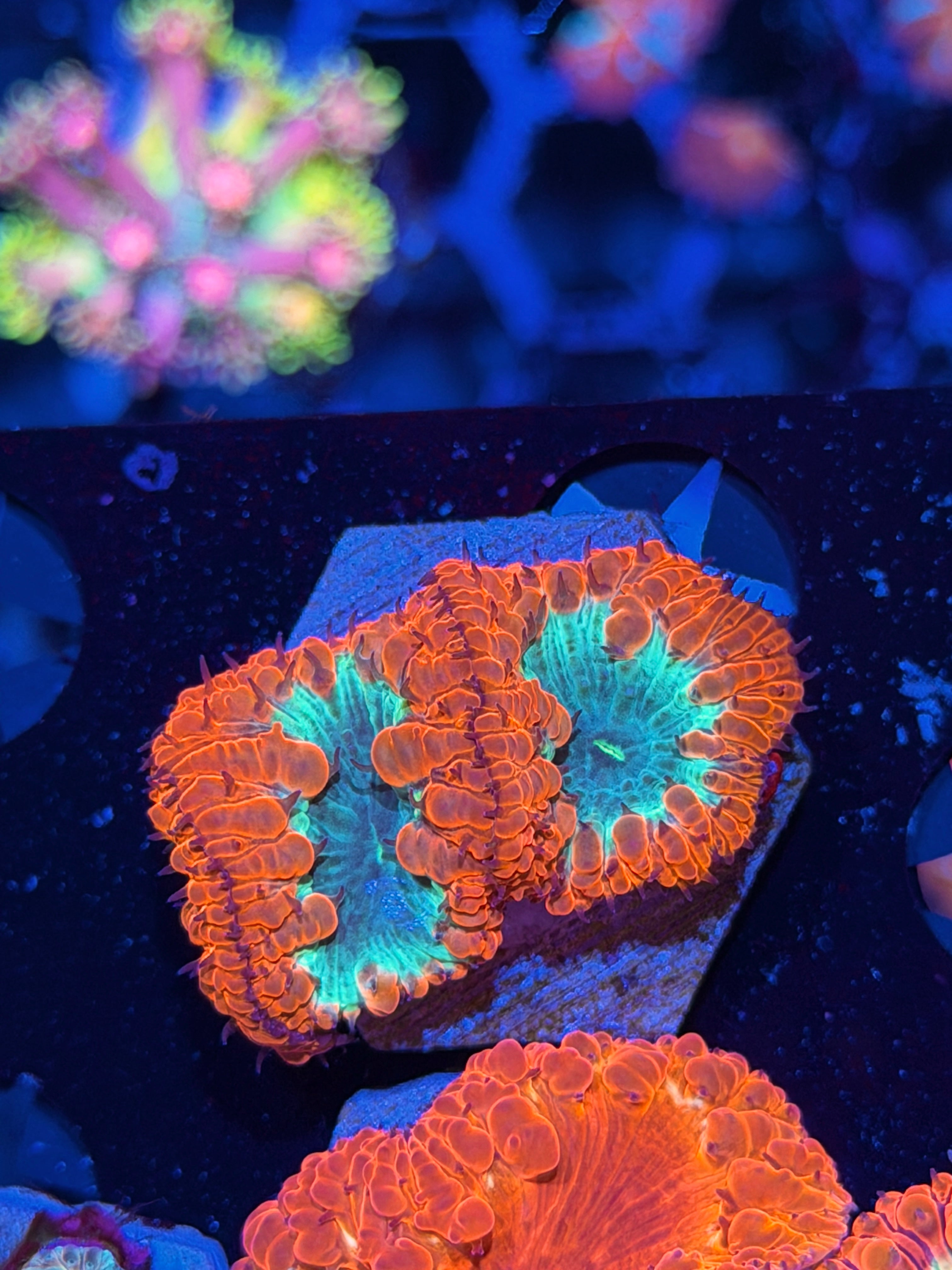JEA Grinch Blastomussa Coral 3 Heads *New Release*
