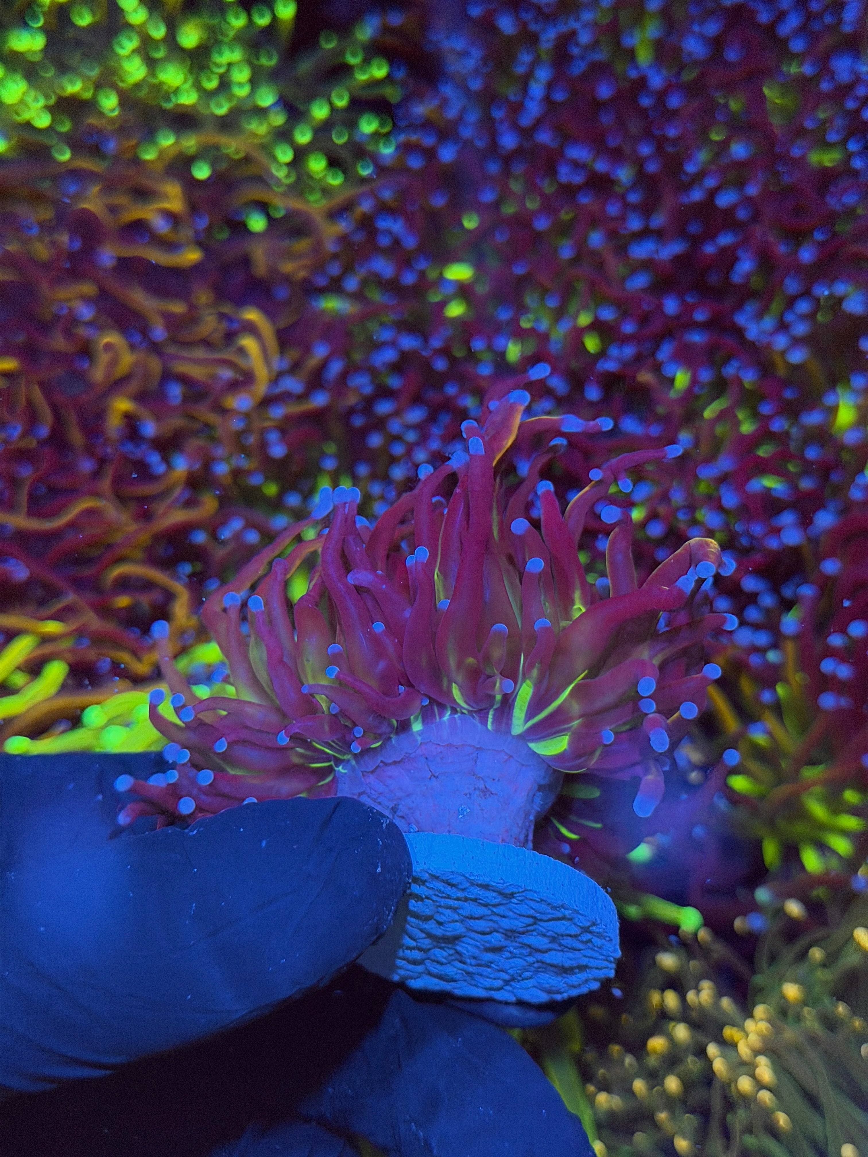 JEA Dragon God Torch Coral Heads Splitting *New Release*