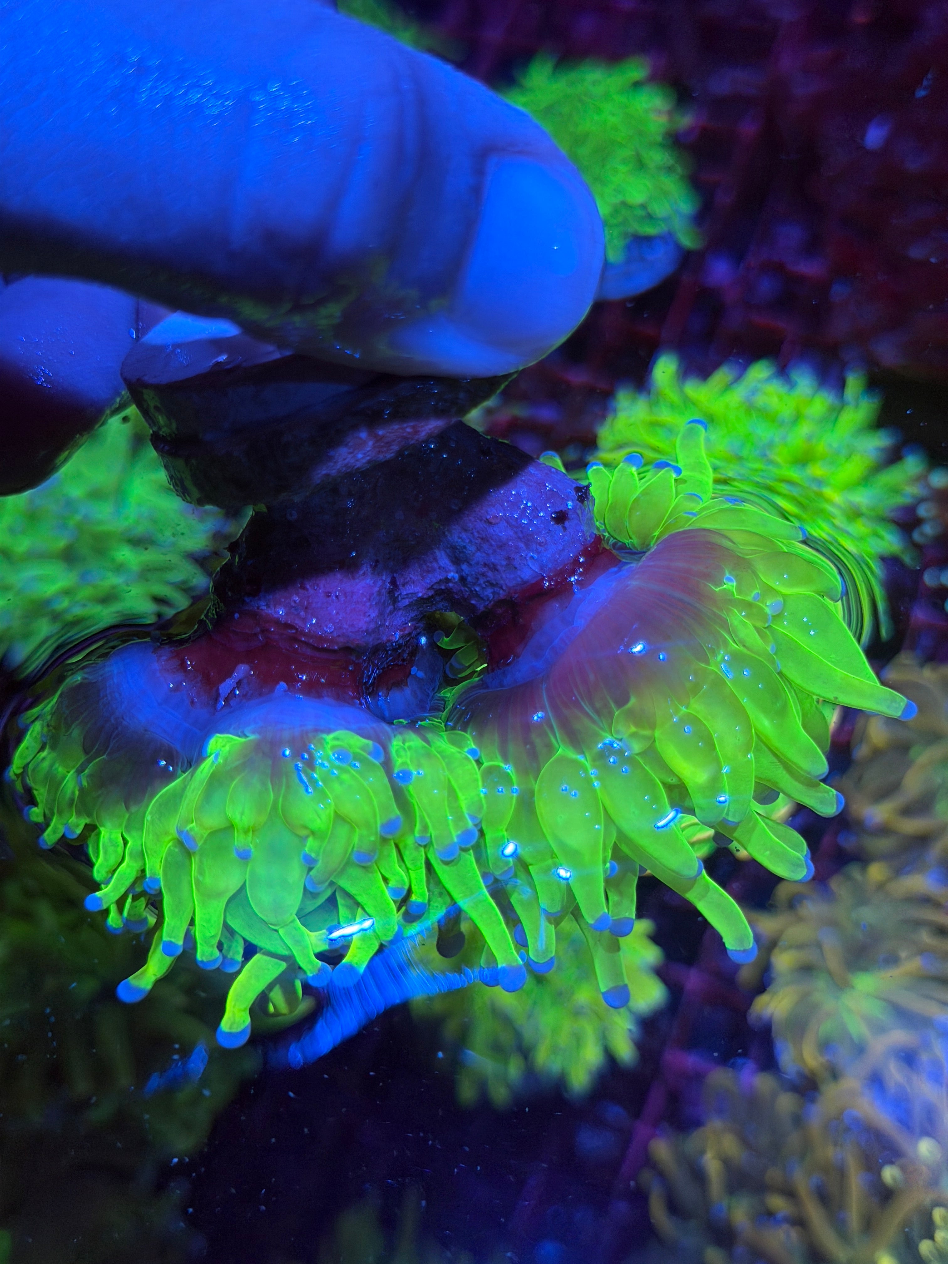 JEA 24K Holy Grail Torch Coral Mini Colony Cluster XXXL Show Piece 6/4