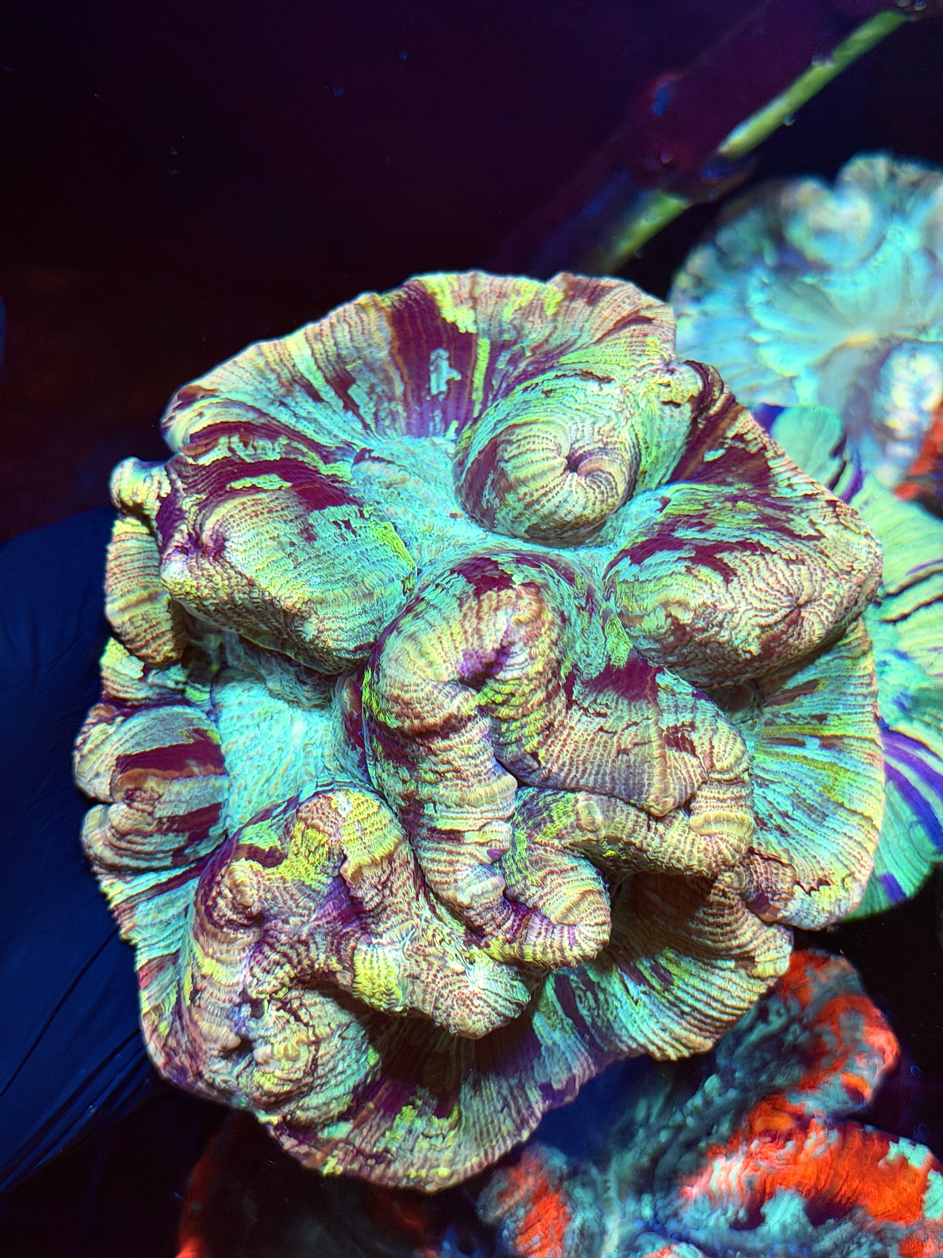 Rainbow Camo Trachyphyllia Meat Coral XXL Show 9/5