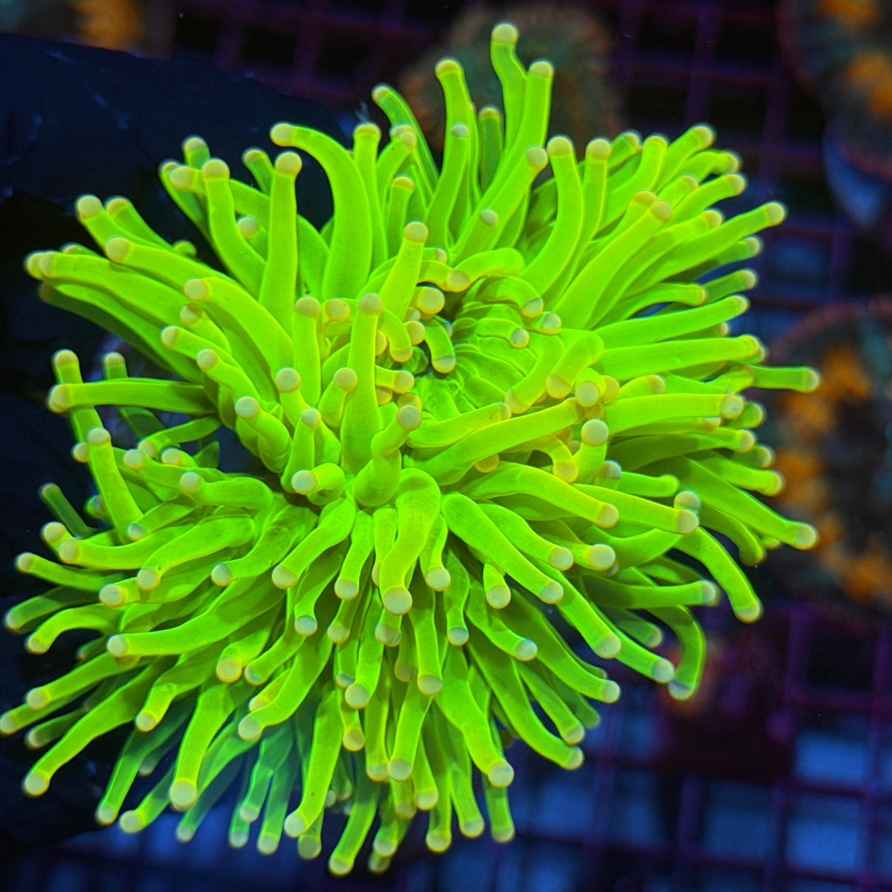 JEA Care Bears Holy Grail Torch Coral XXL Splitting 3 Ways Cluster 6/3