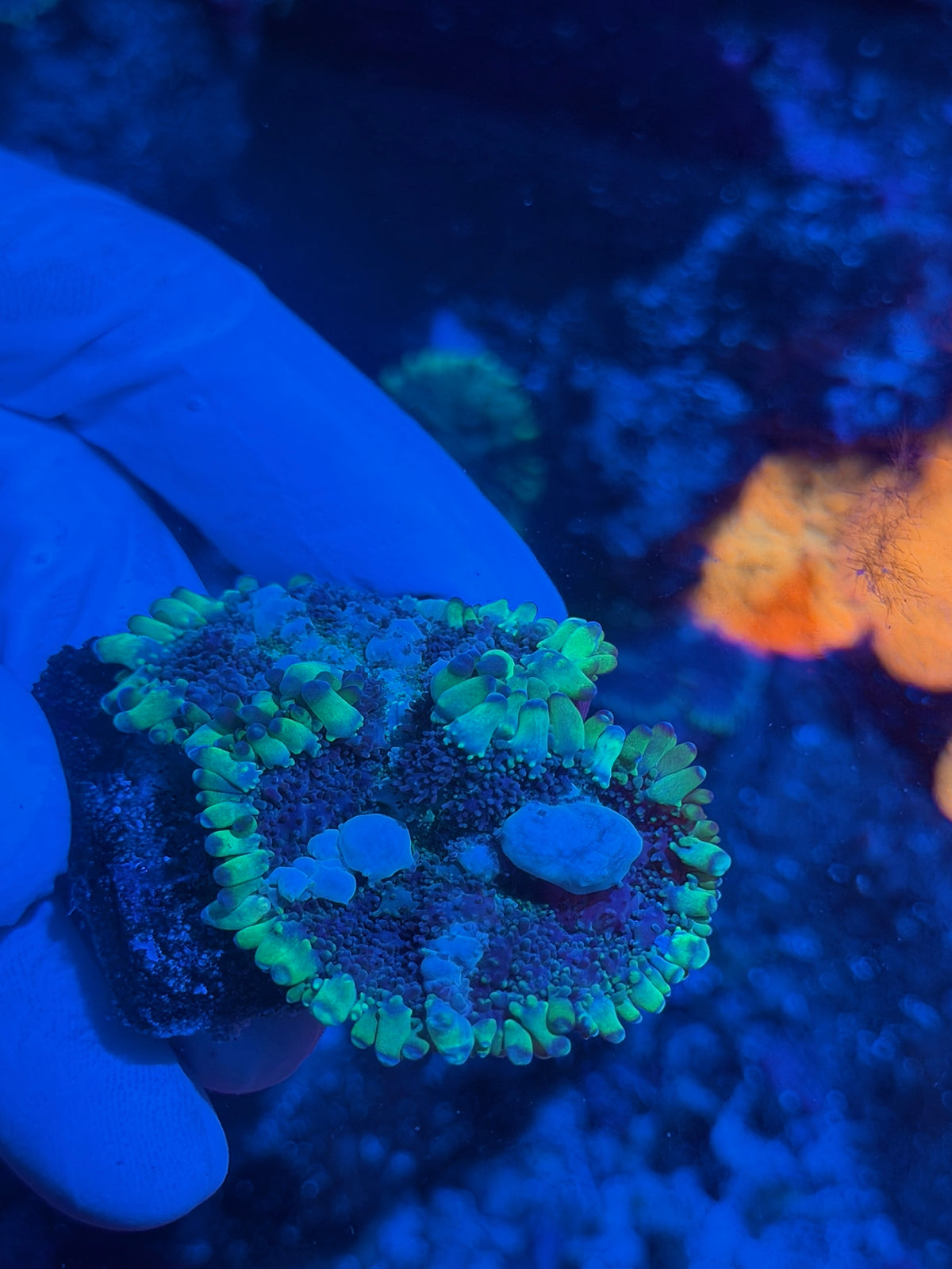 JEA Super Nova Bounce Mushroom Coral XL 10/21