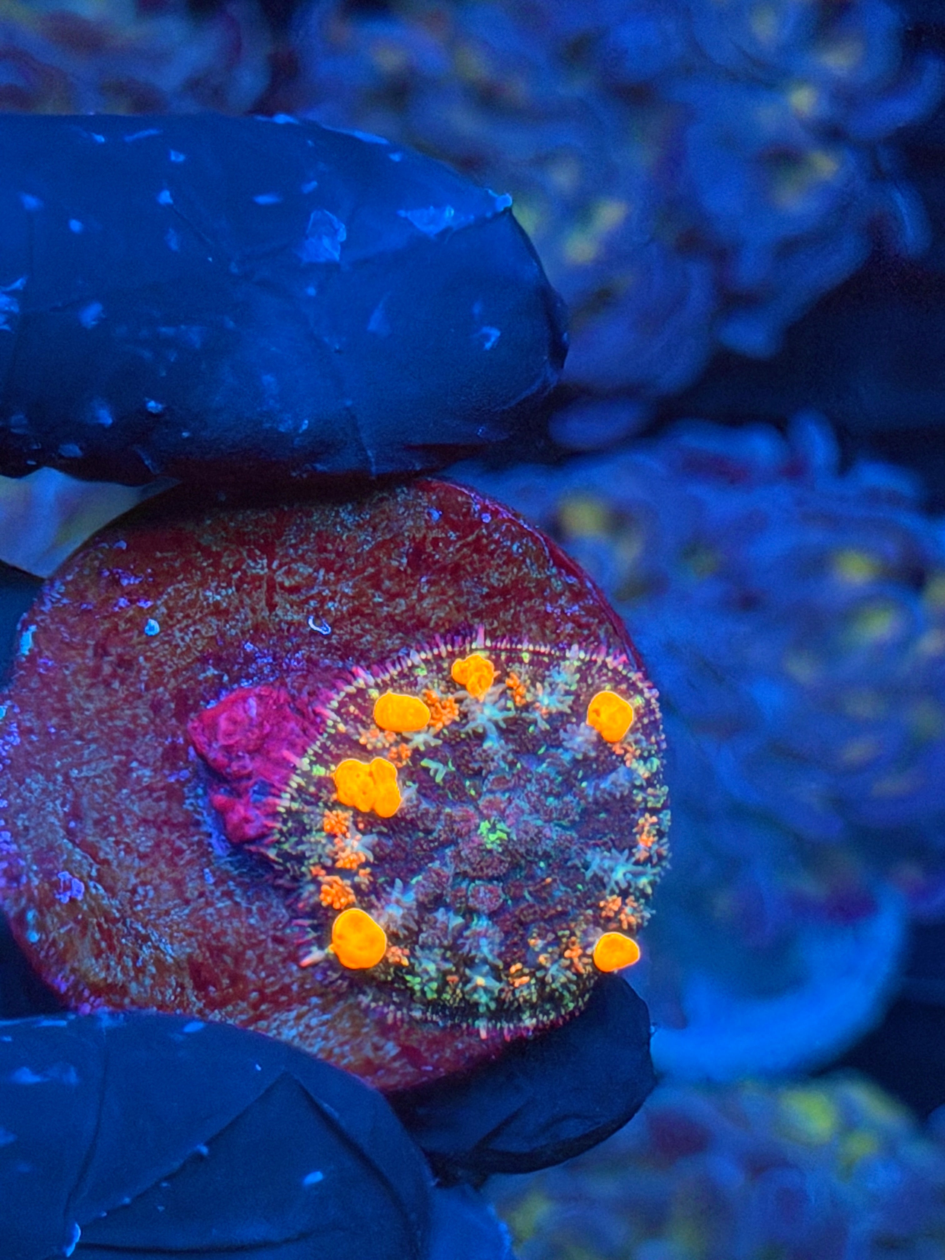 JEA POP Rocks Bounce Mushroom Coral 9/6