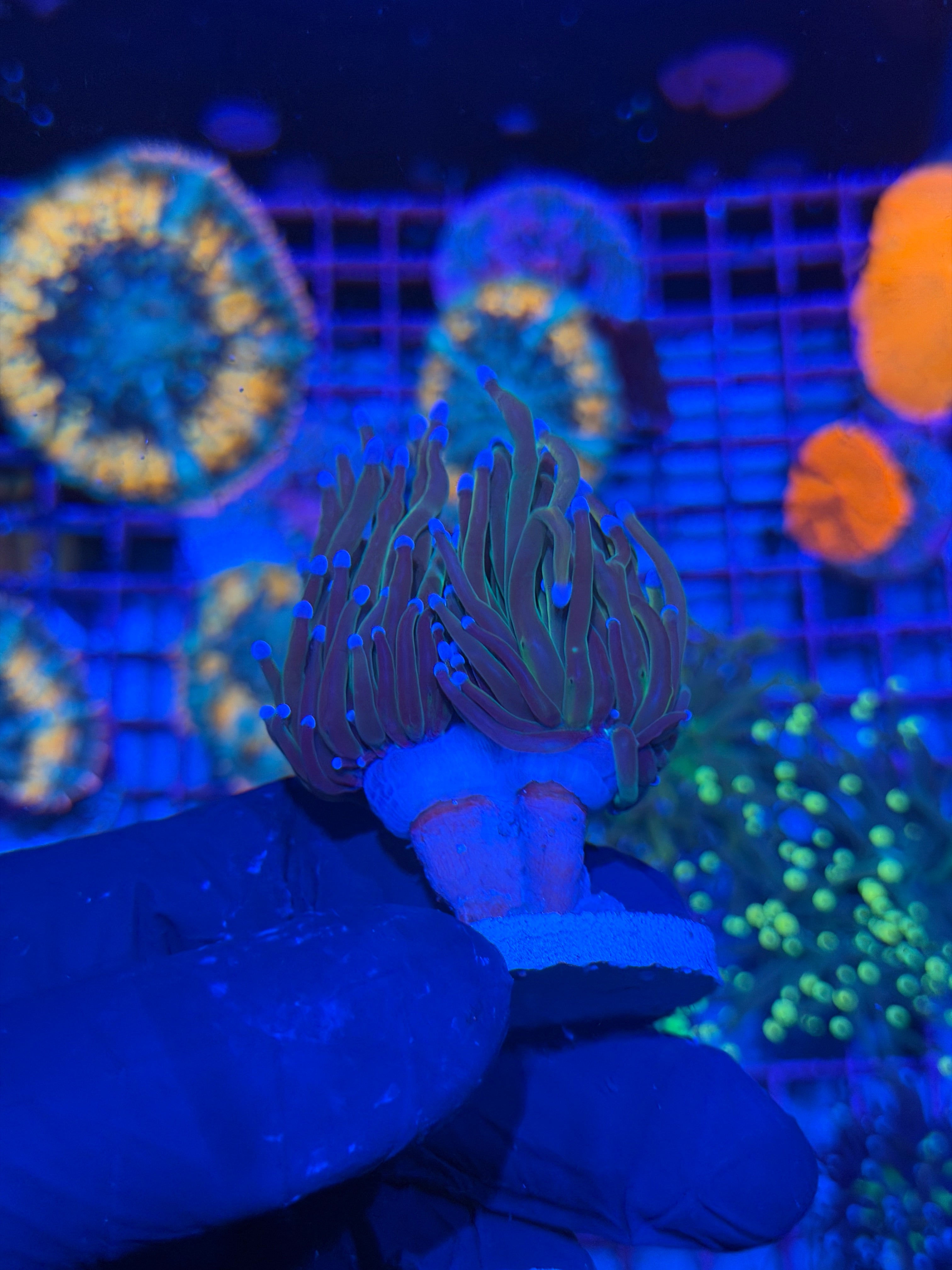 JEA Dragon Tamer Torch Coral 2 Heads Splitting XL 7/21