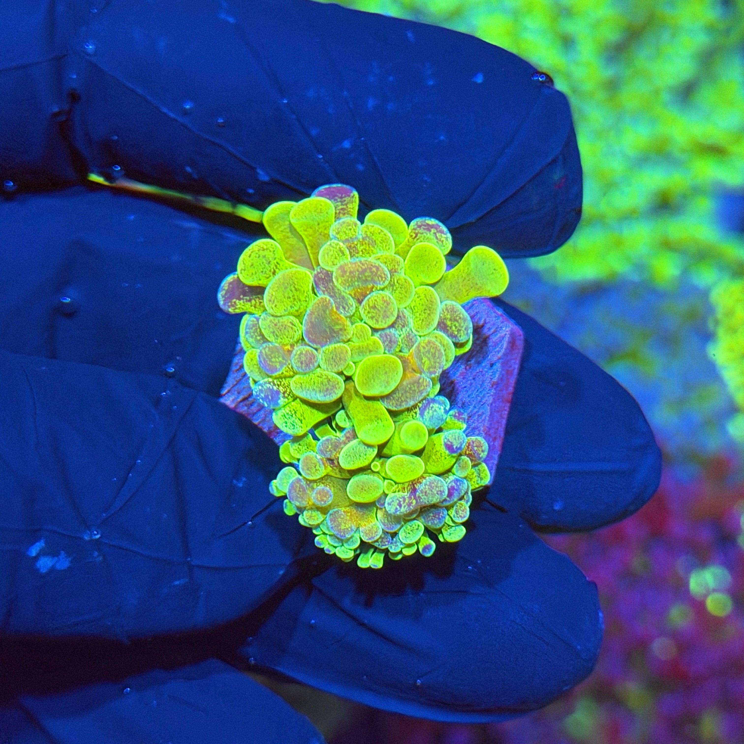 JEA Pixie Dust Hammer Coral 2 Heads XL 6/4