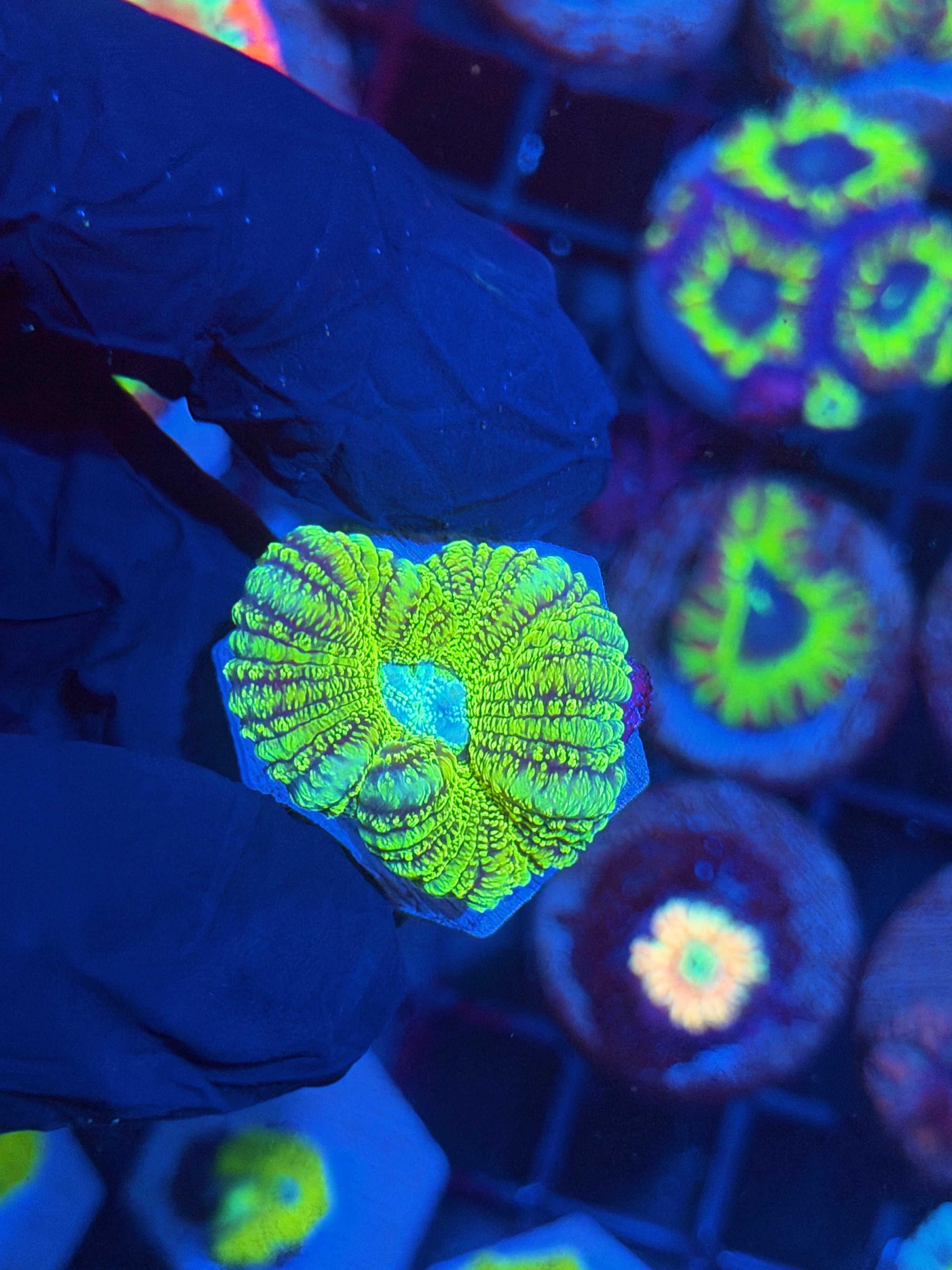 JEA Serpent Queen Asian Acans 1 XL Head 12/1