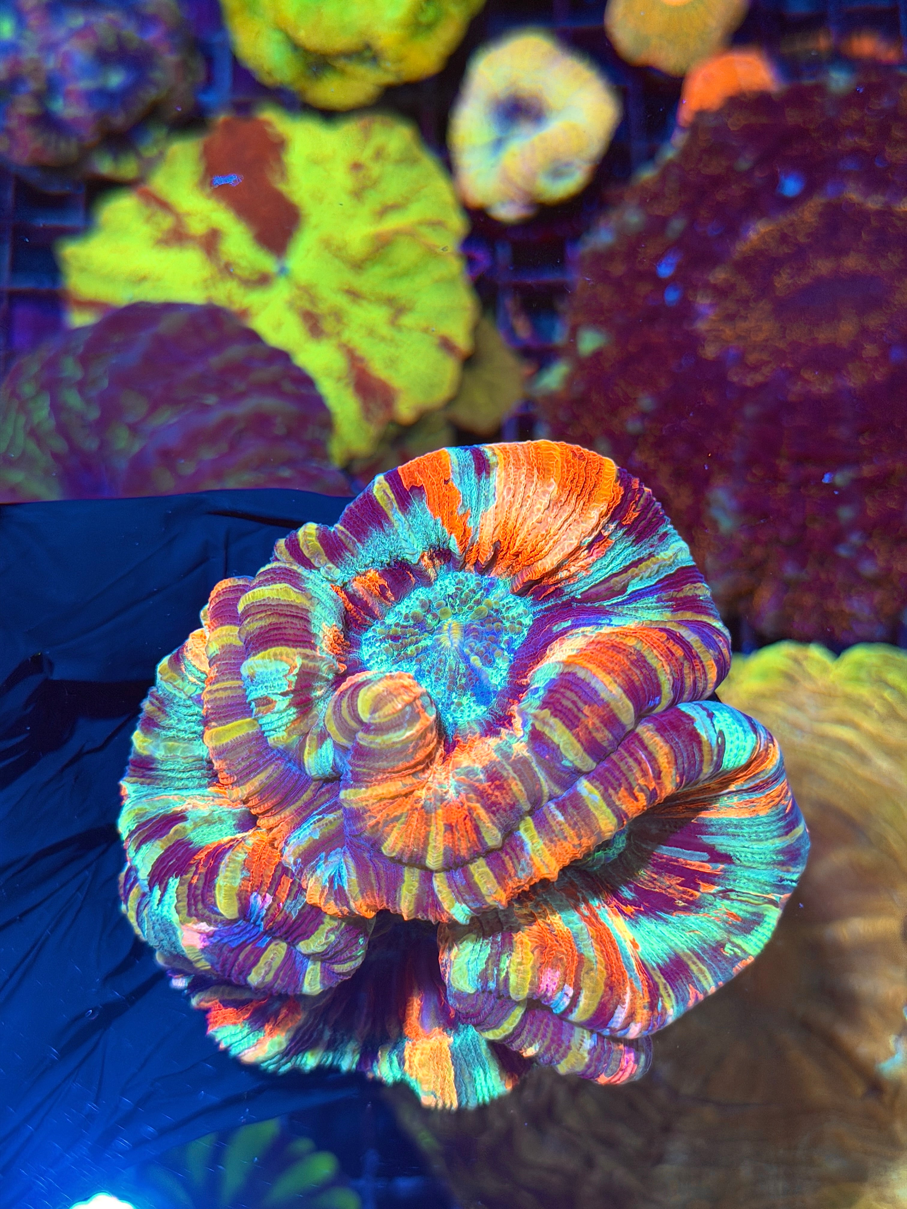 Rare Double Headed Rainbow Trachyphyllia Meat Coral XL One of a kind Show Piece