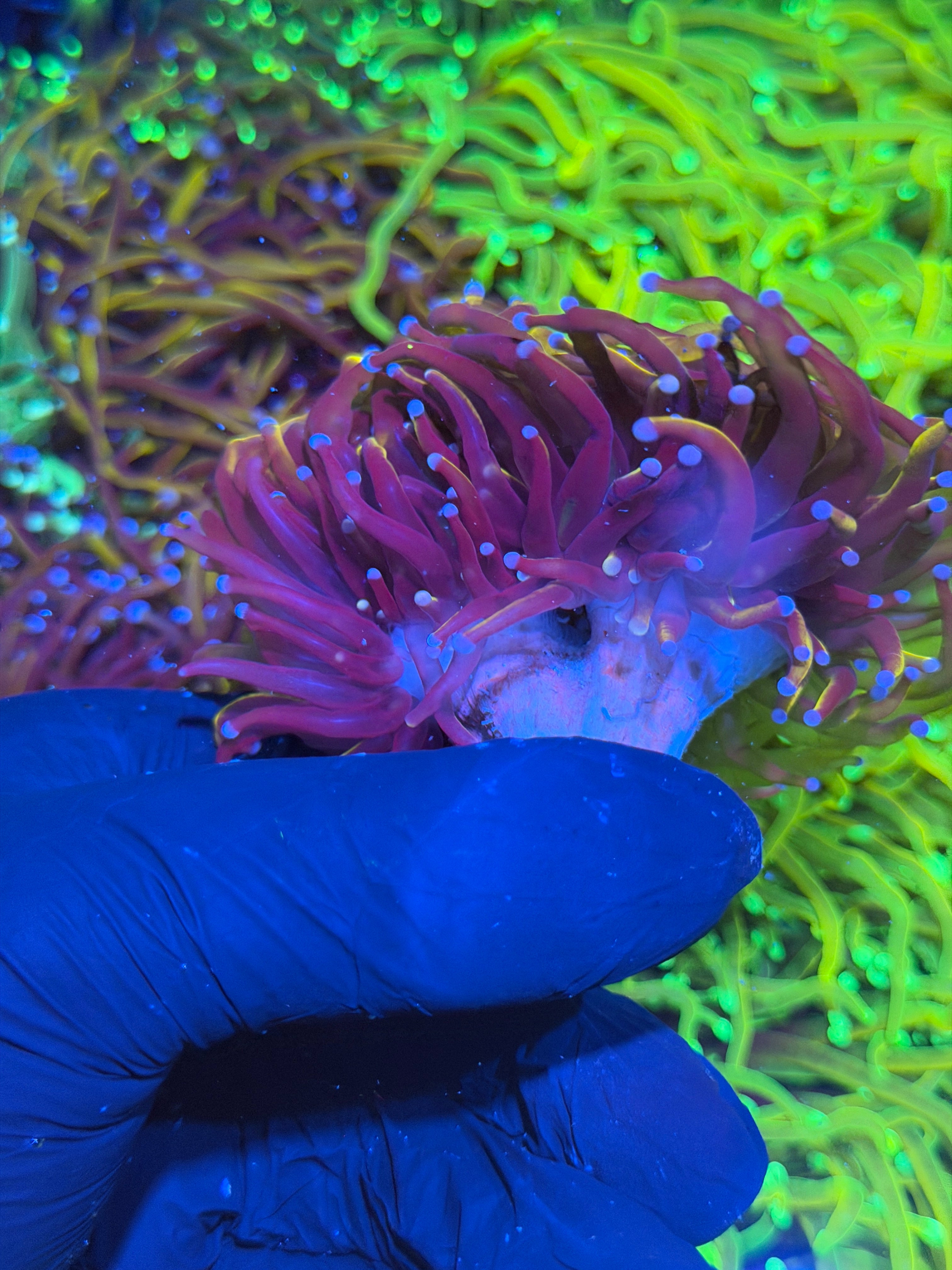 JEA Orange Peel Torch Coral Mini Colony Cluster 3-4 Heads XXL