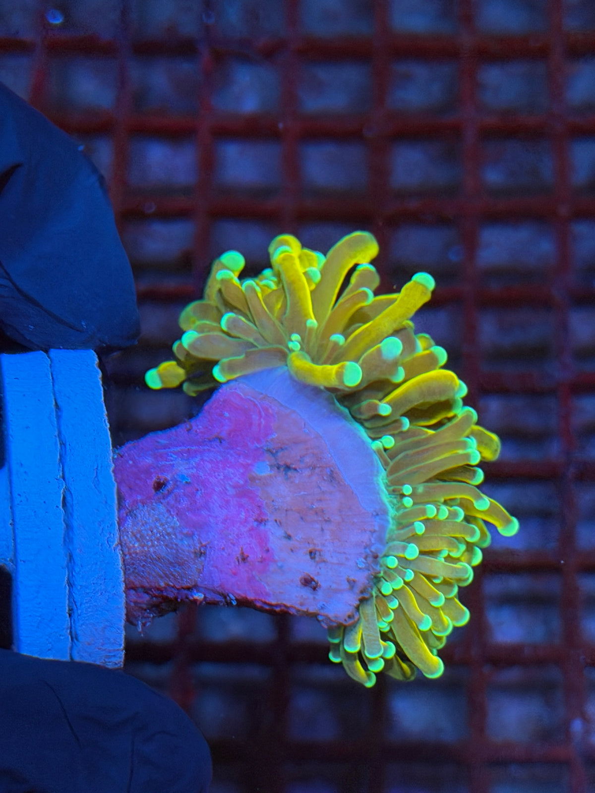 JEA Banana Torch Coral 1 XXL Head 9/22