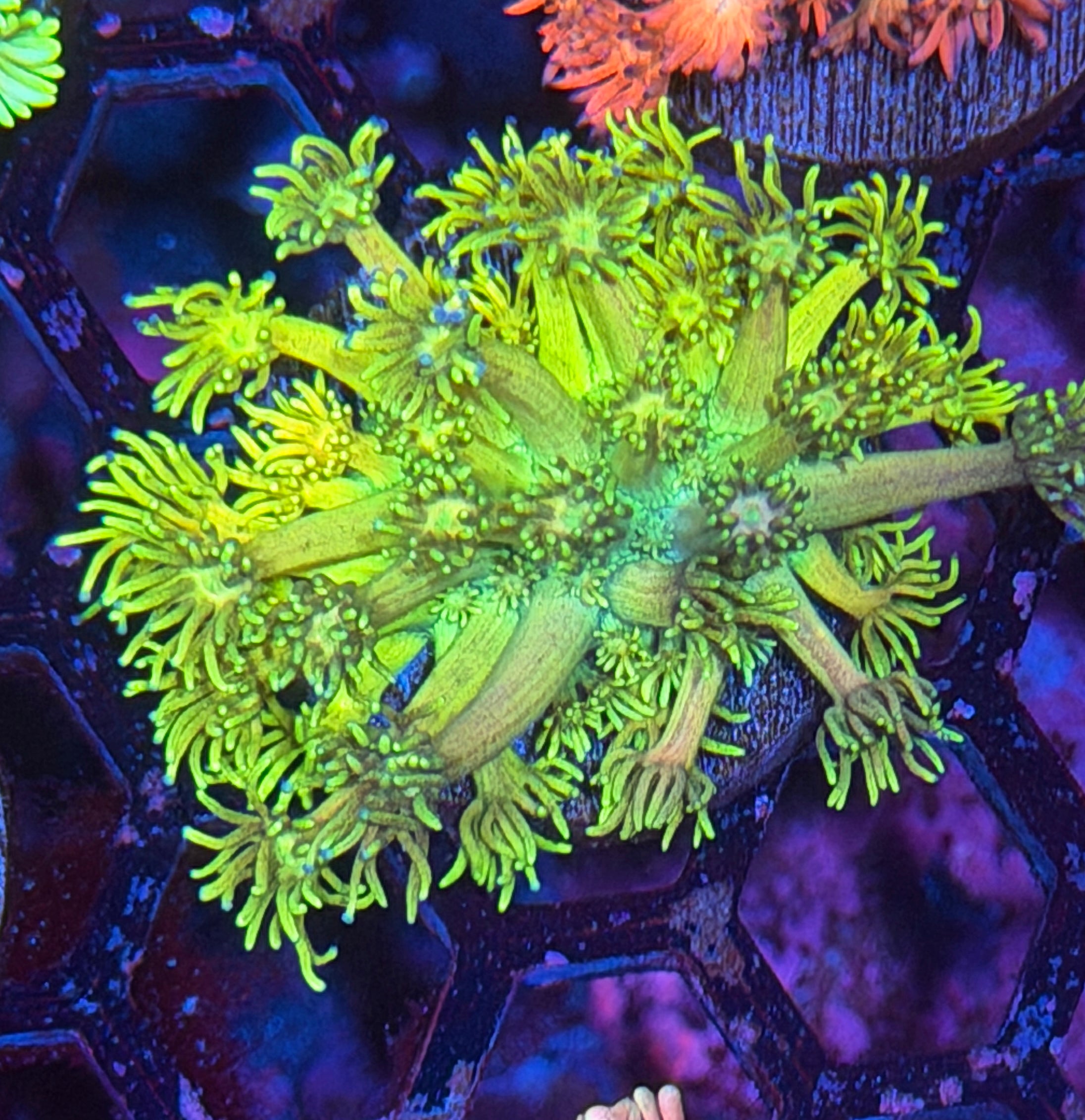 JEA Rainbow Hi Lighter Goniopora Coral 11/28