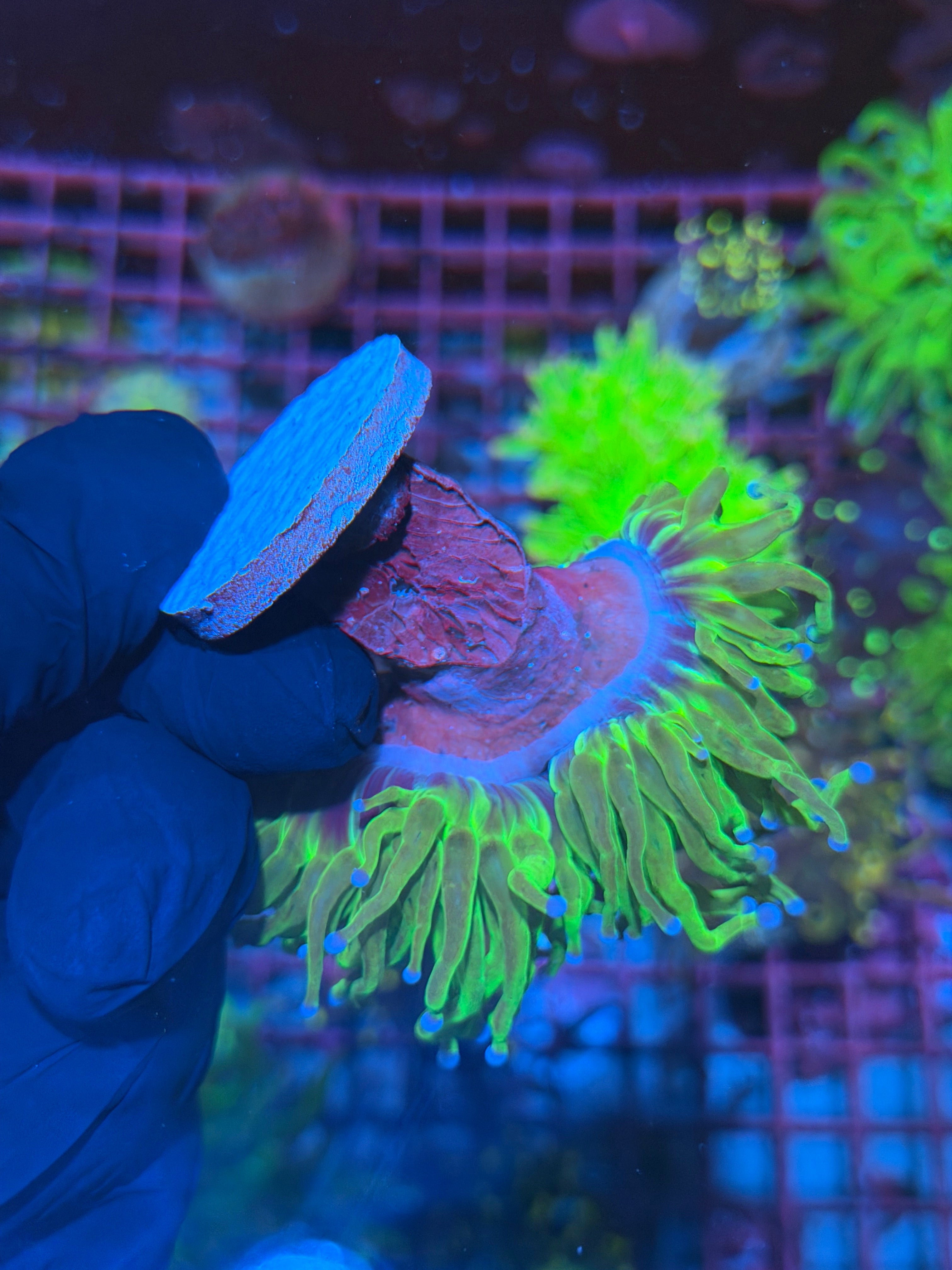 JEA Grafted Holy Grail Torch Coral 2 Heads XL 8/1
