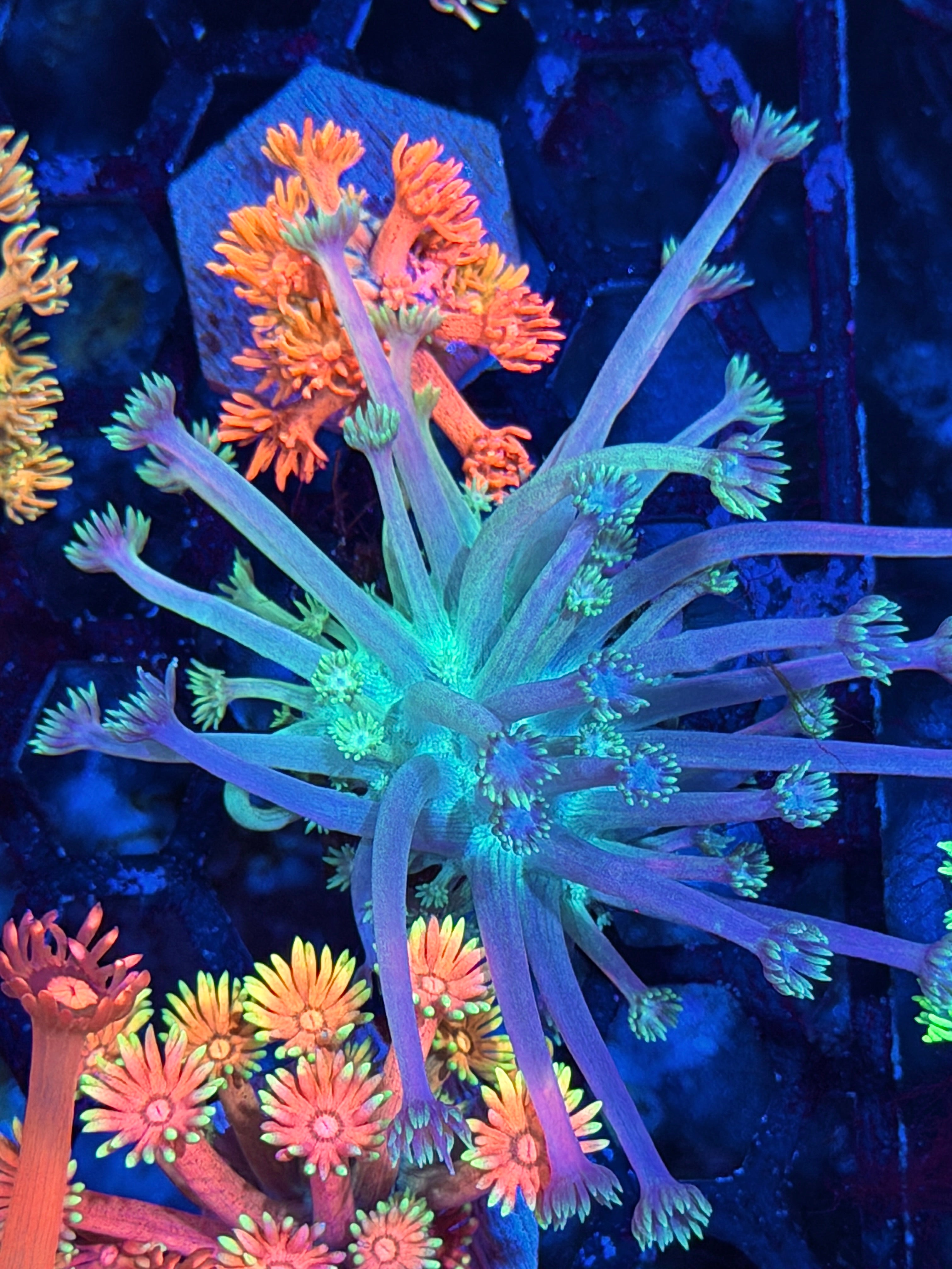 JEA Demon Slayer Goniopora Coral *New Release* 7/22