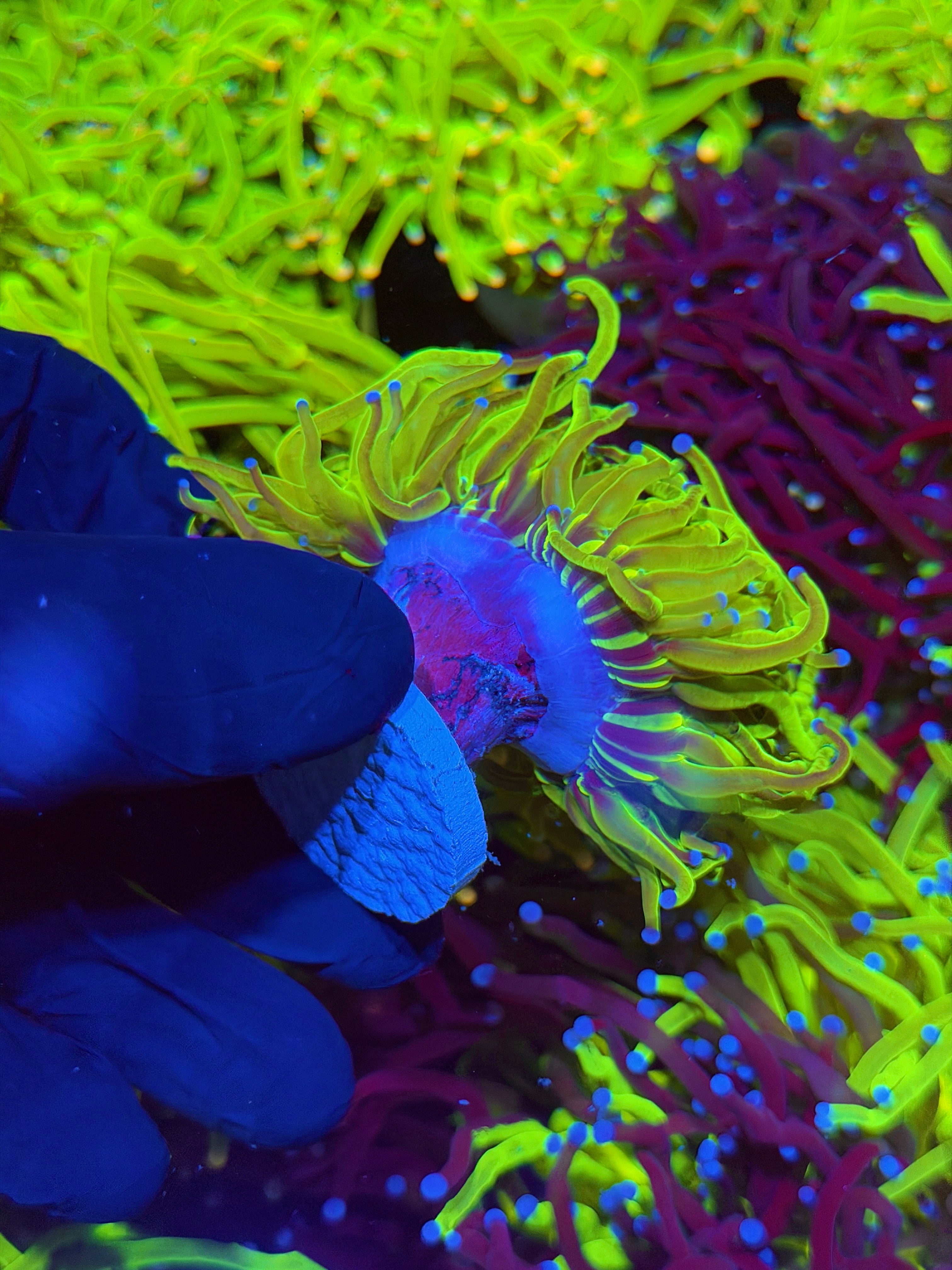 JEA 24K Holy Grail Torch Coral 3 Heads Splitting XXL