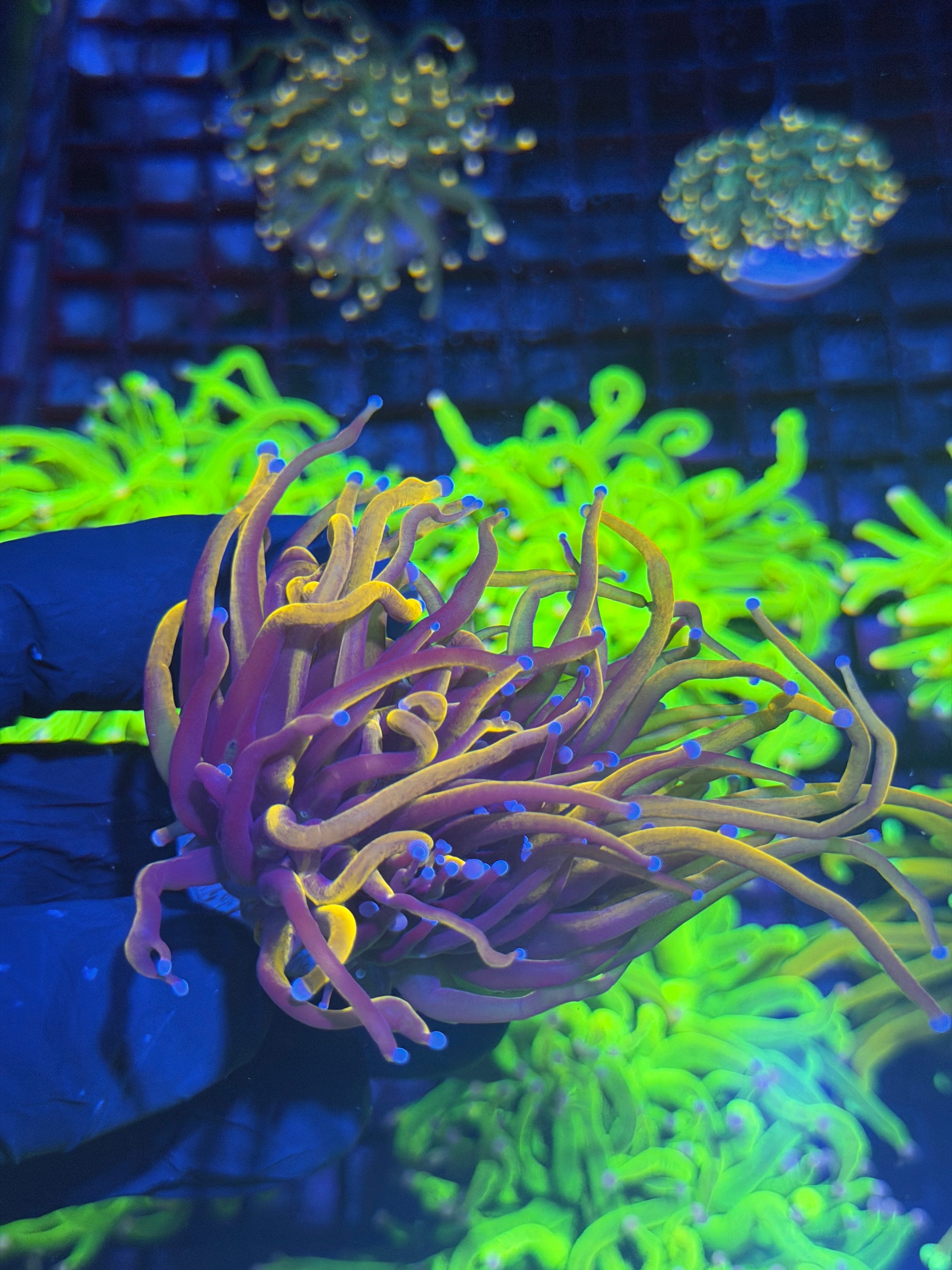 JEA Orange Peel Torch Coral 2 Heads Splitting XL