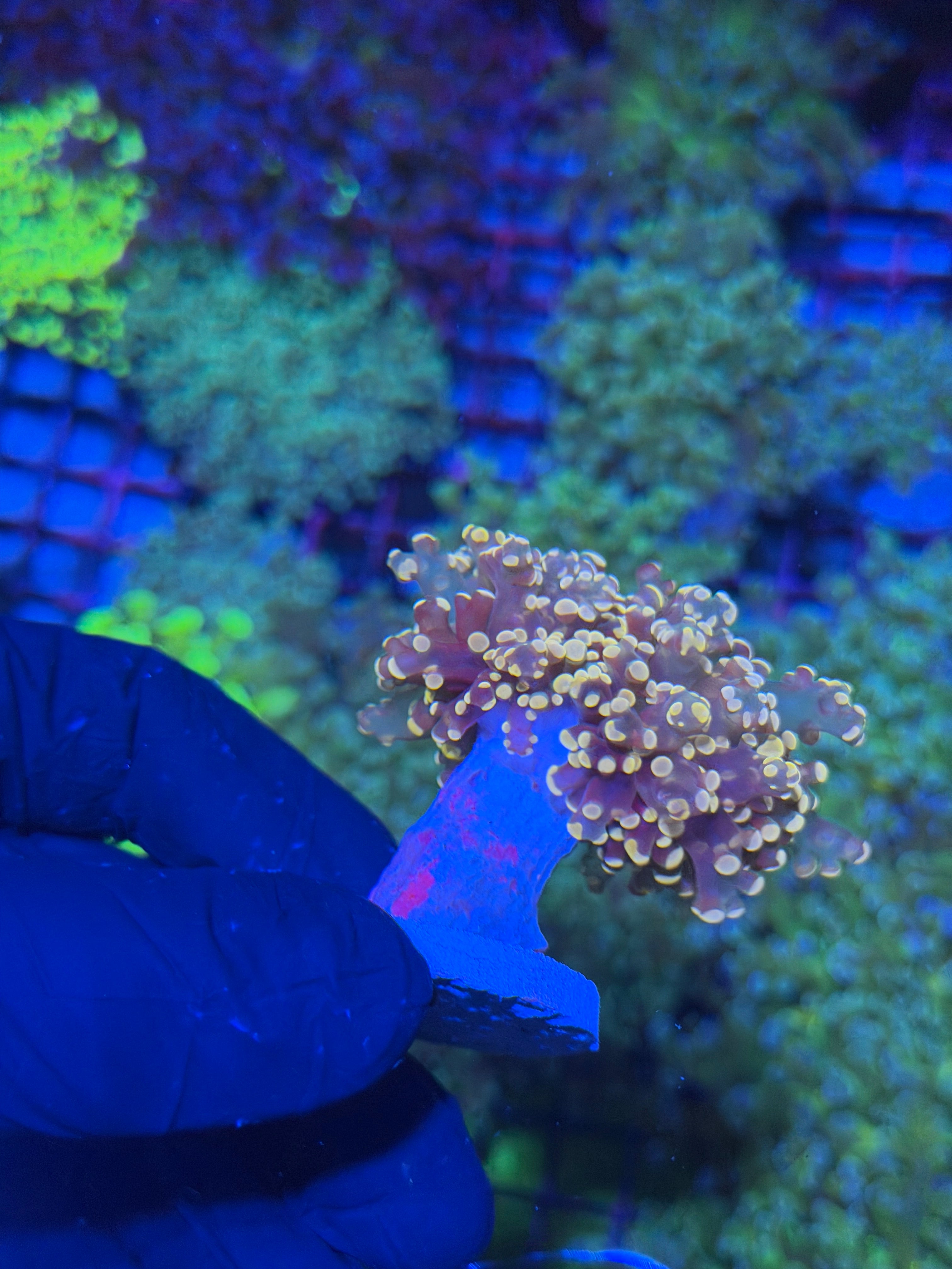 JEA Princess Peach Frogspawn 1 XL Head Splitting 7/21