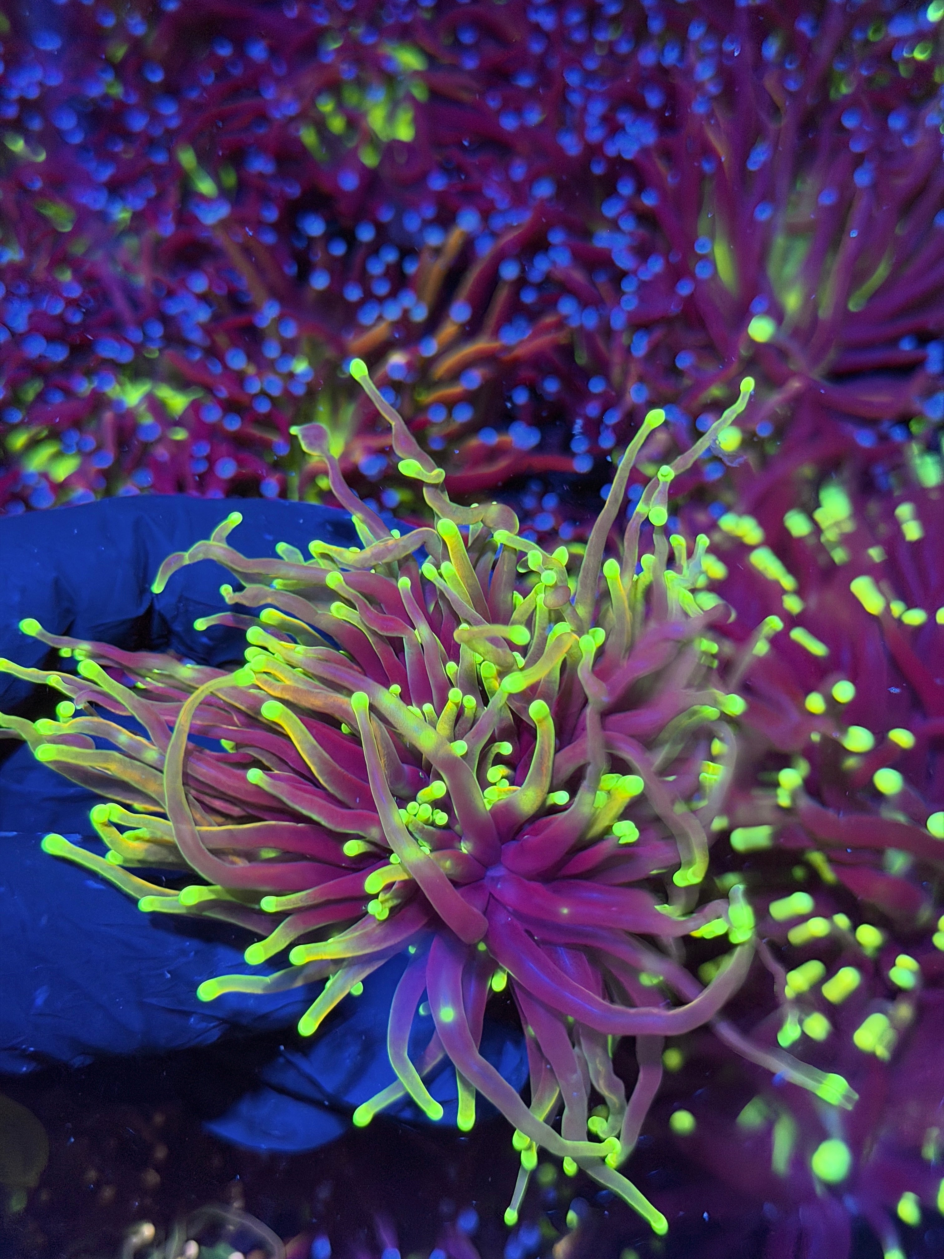 JEA Dragon Fire Torch Coral 3 Heads XL