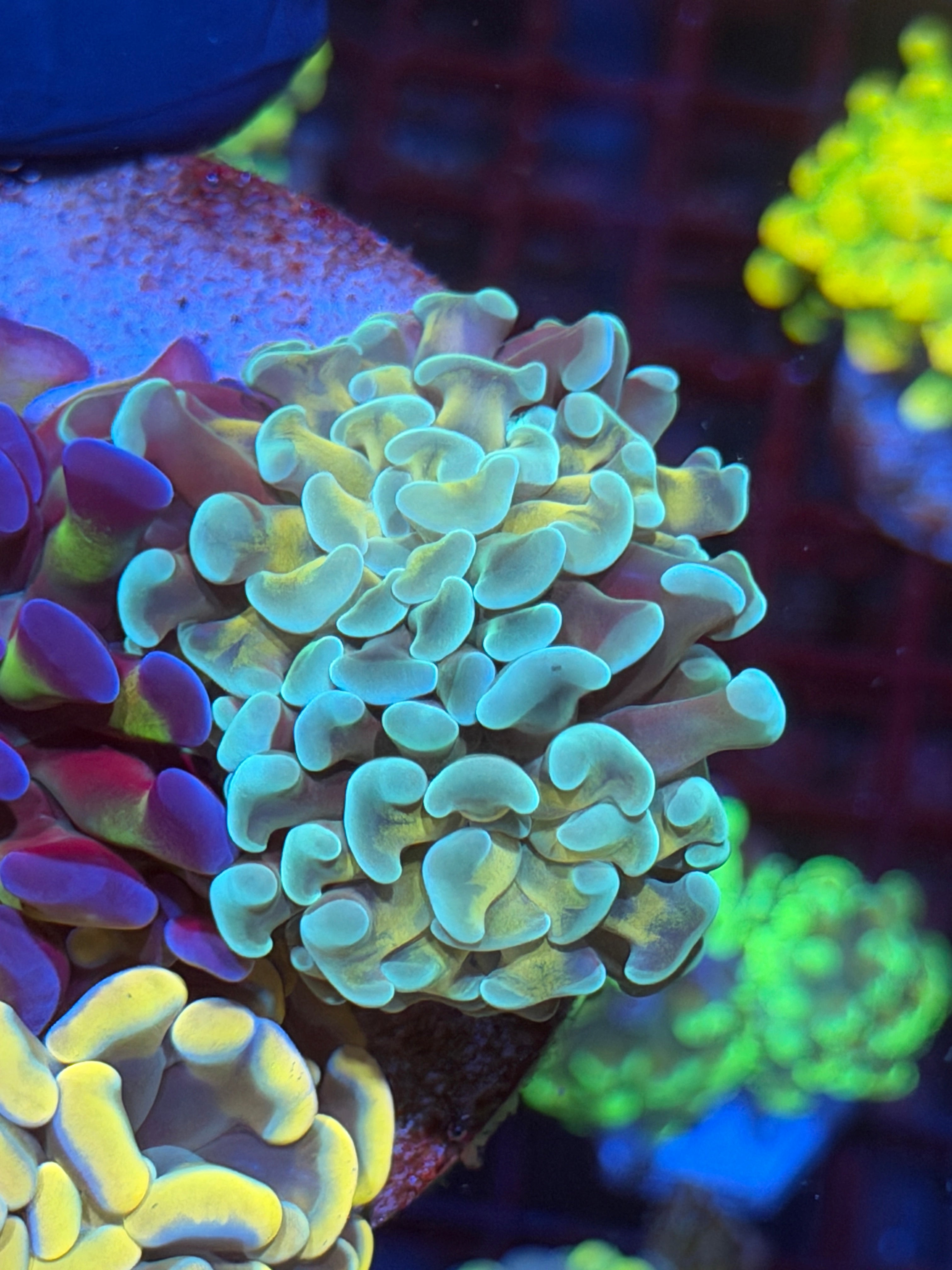 JEA High End Hammer Coral Bouquet 5-6 Heads XL