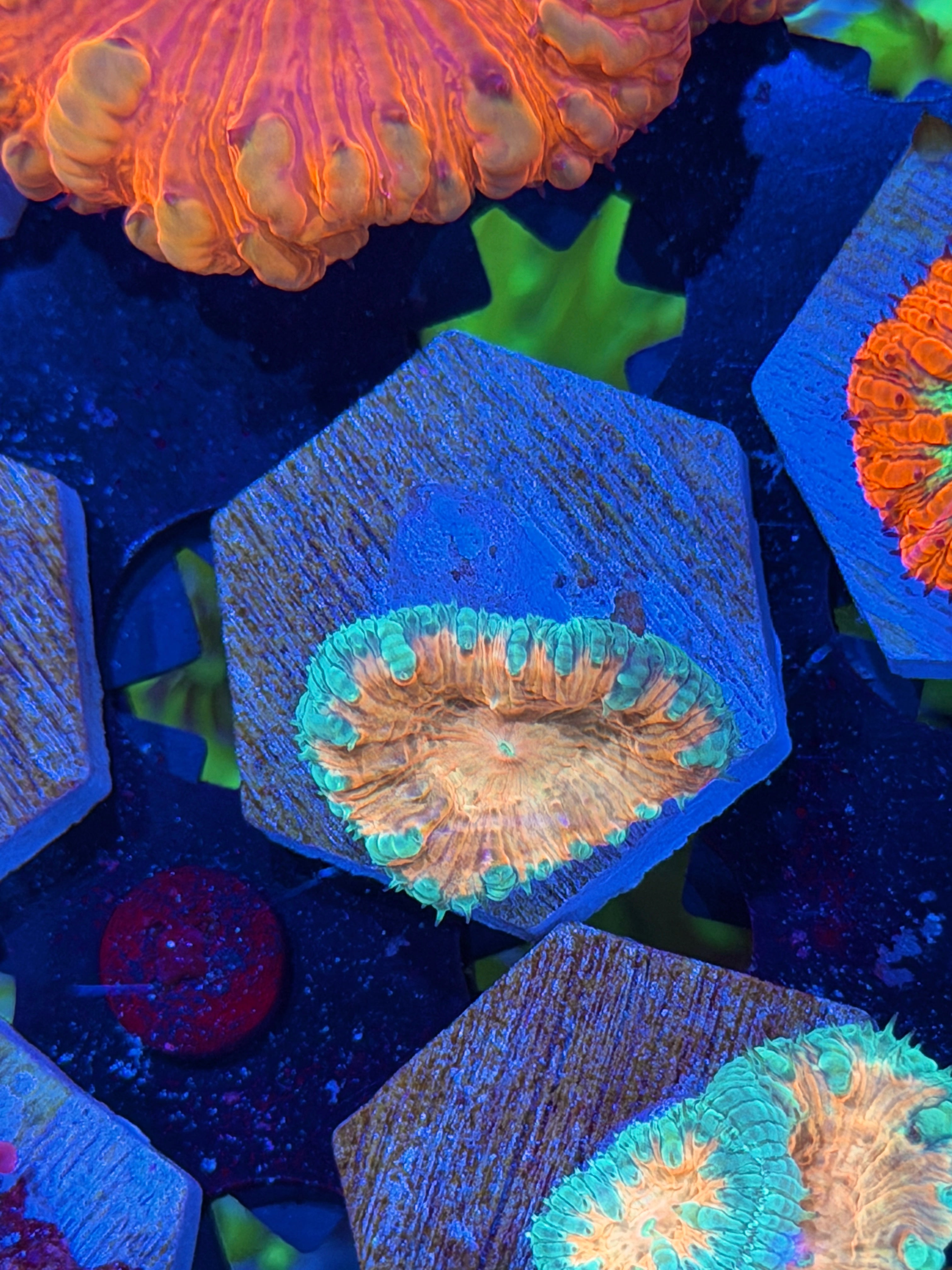 JEA Miami Vice Blastomussa Coral 1 Head XL