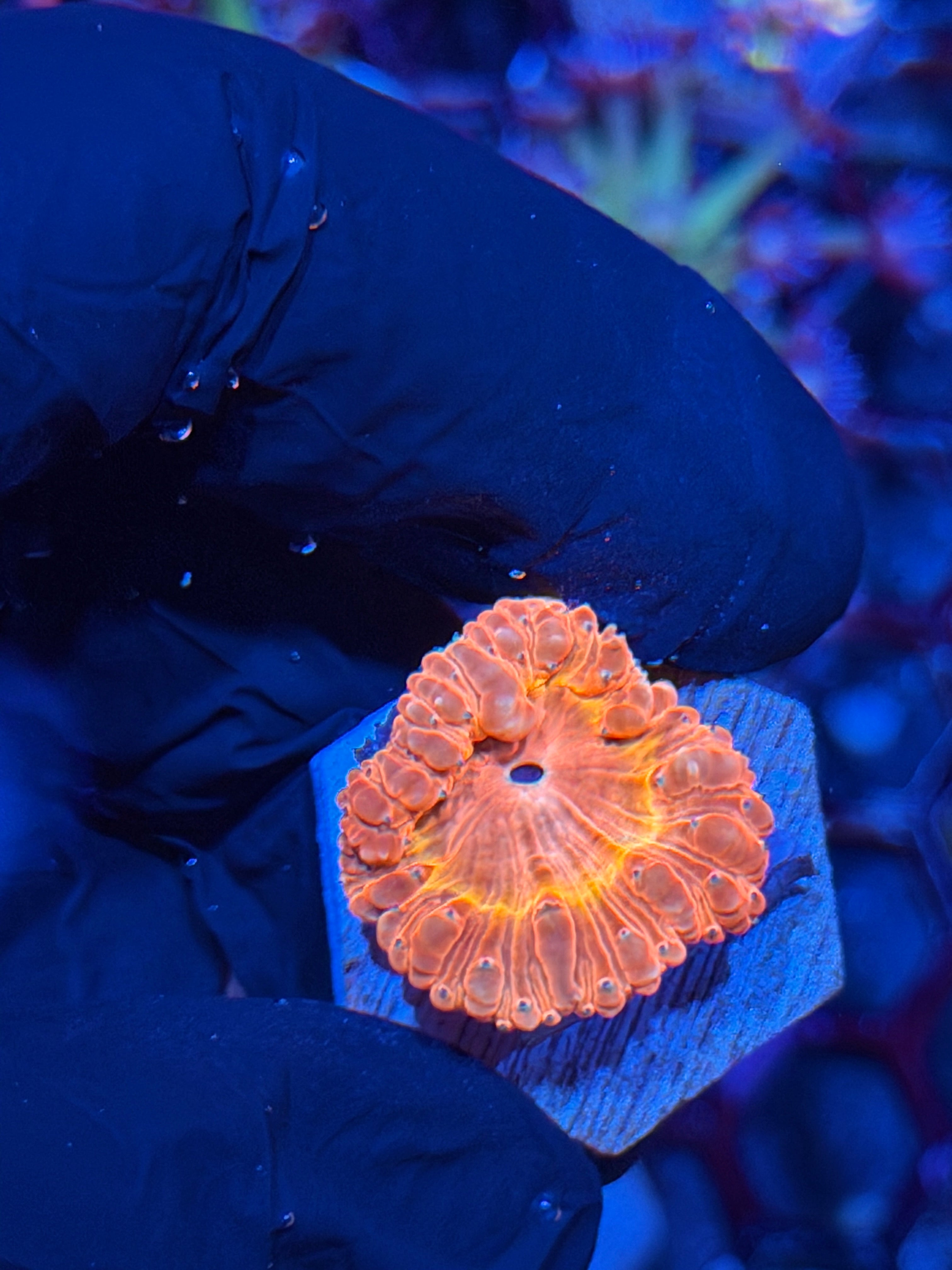 JEA Cyclops Blastomussa Coral *New Release*