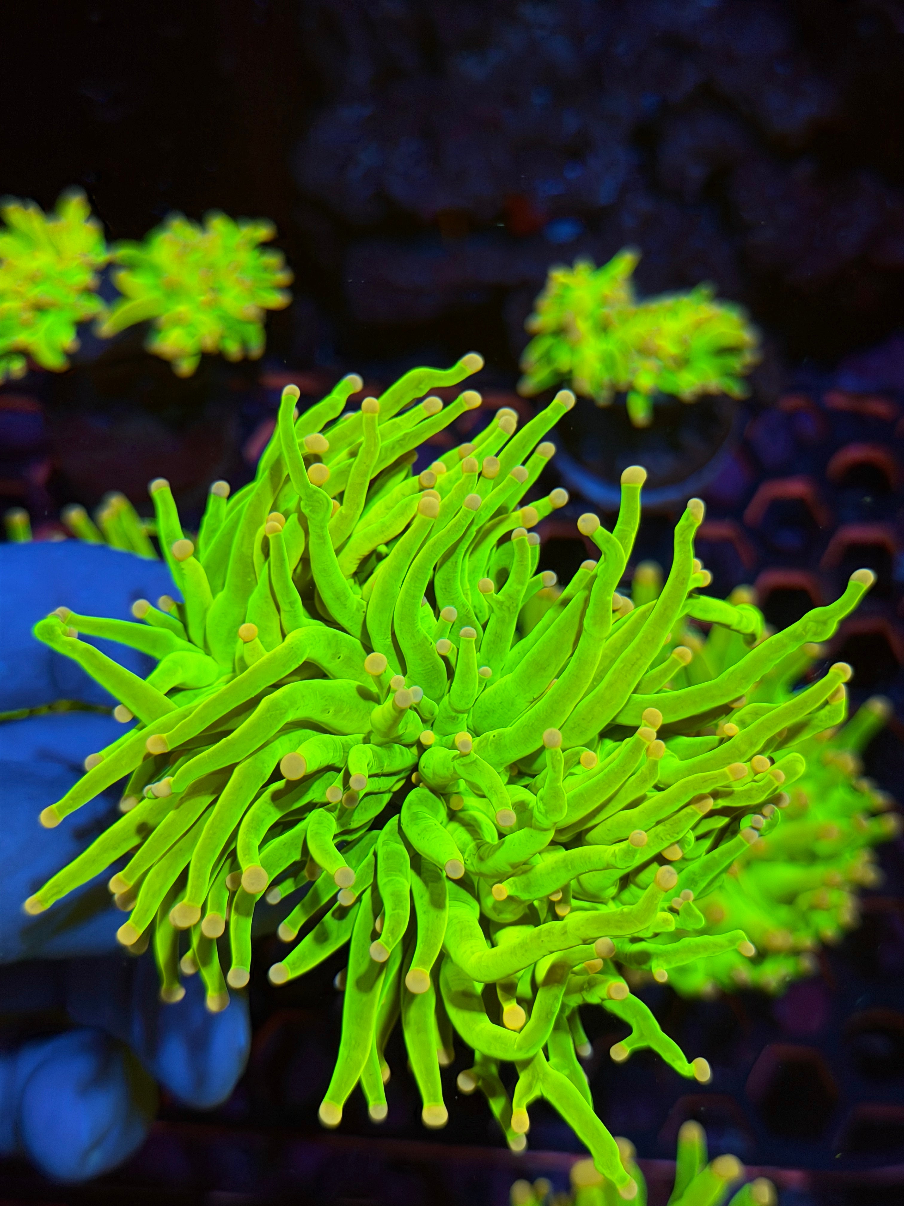 JEA Care Bears Holy Grail Torch Coral 2 Heads XXL 2/24