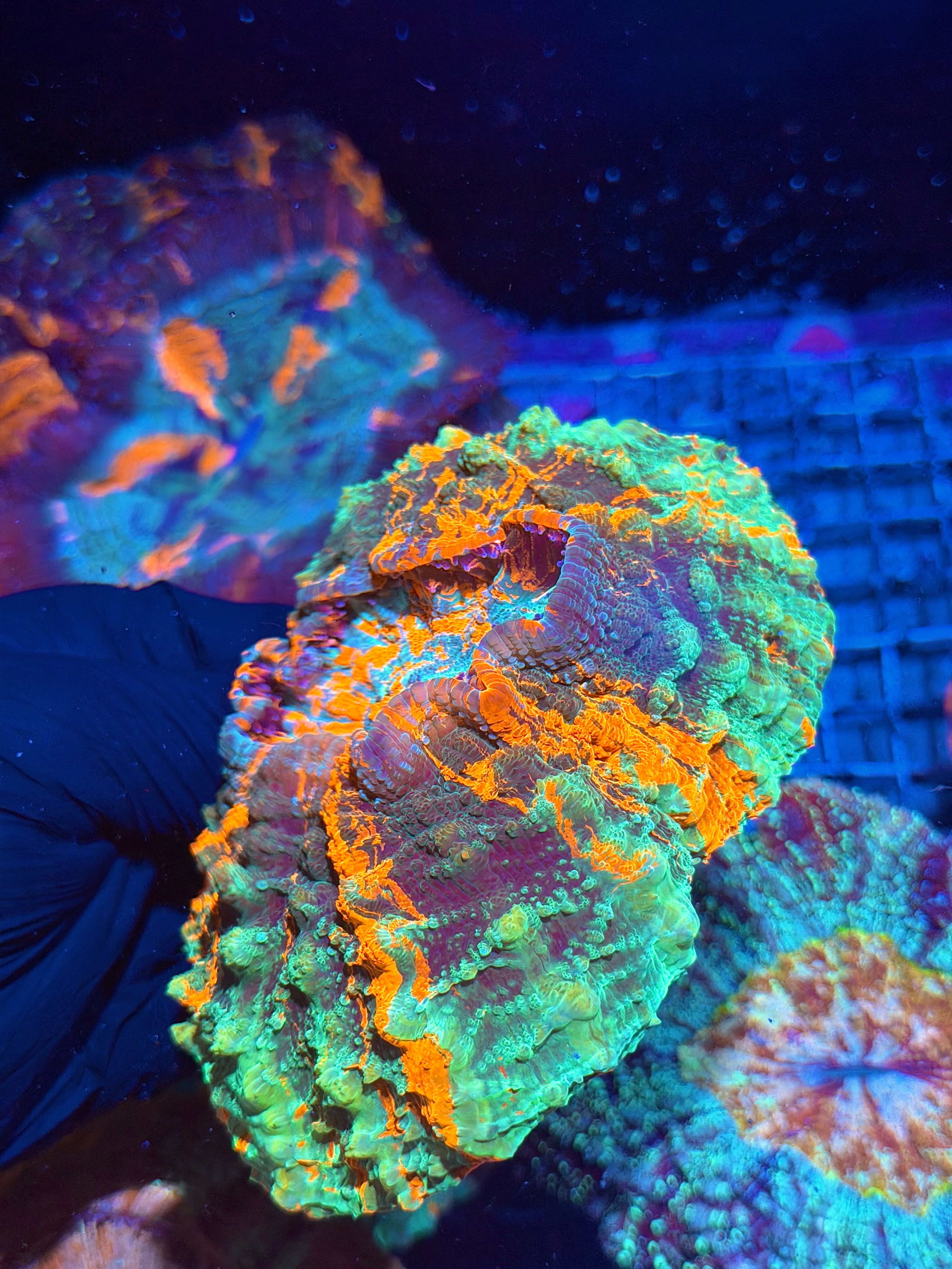 Bright Multicolor Striped Acanthophyllia Meat Coral XL