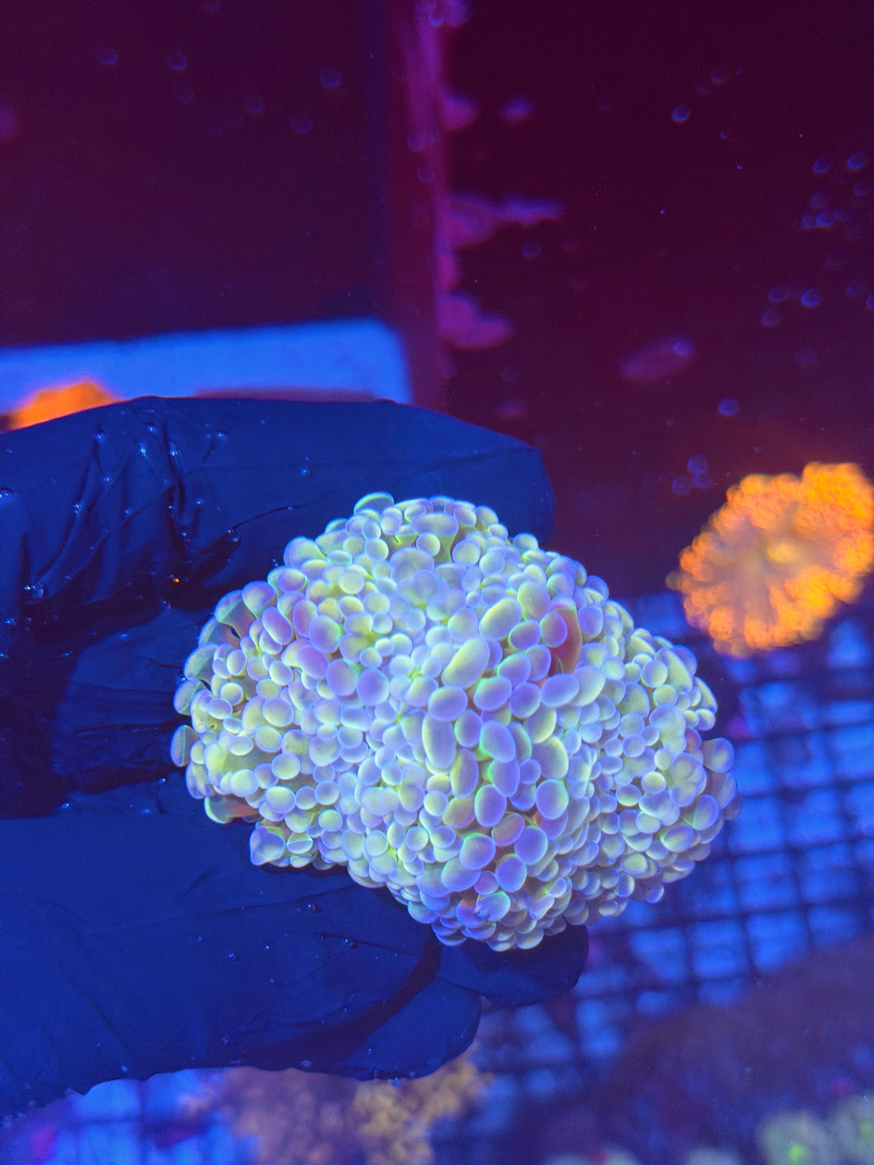 JEA Pixie Stix Hammer Mini Coral Colony XXL 8/7