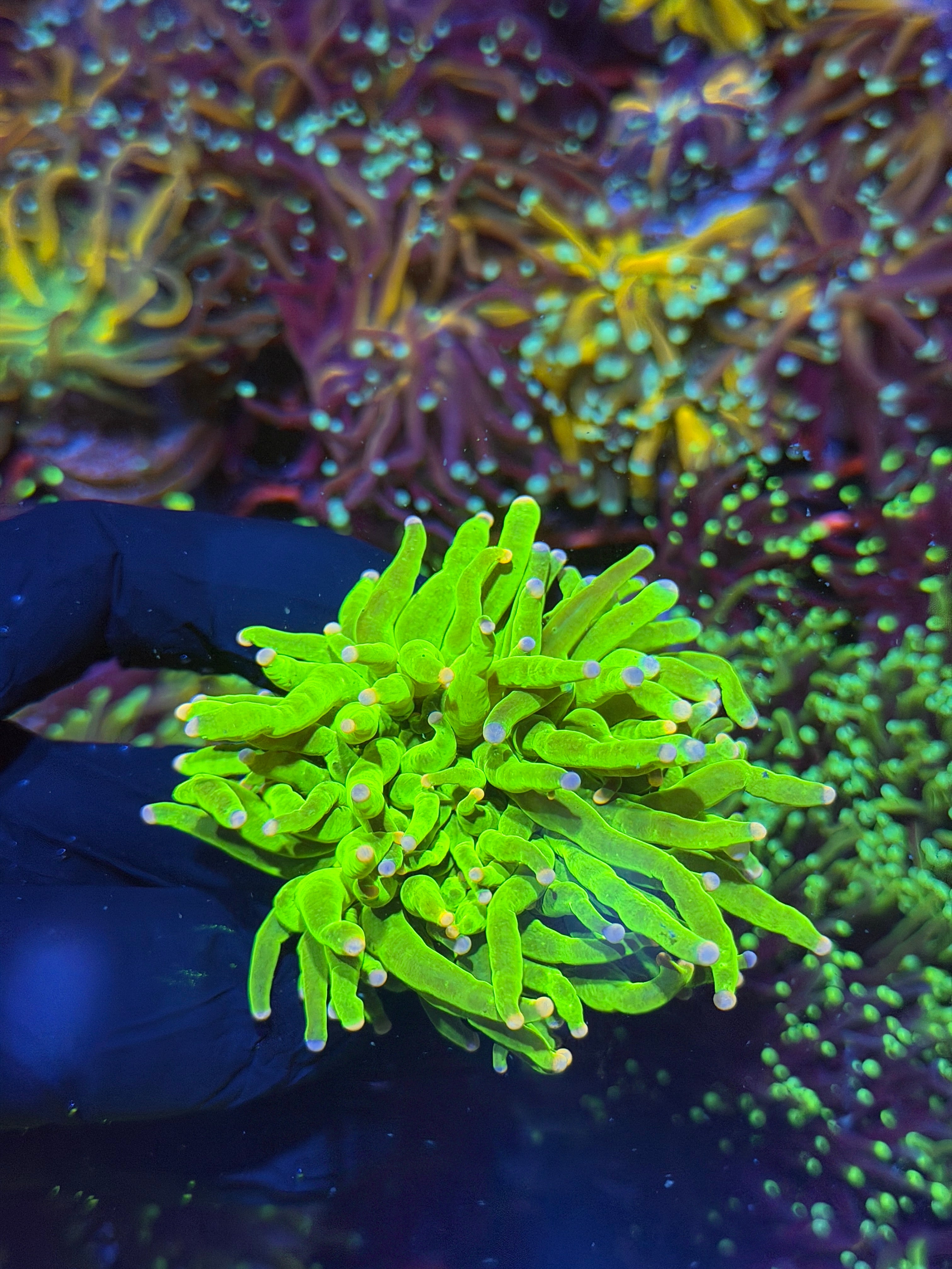 JEA Skittles Holy Grail Coral 1 XXL Head
