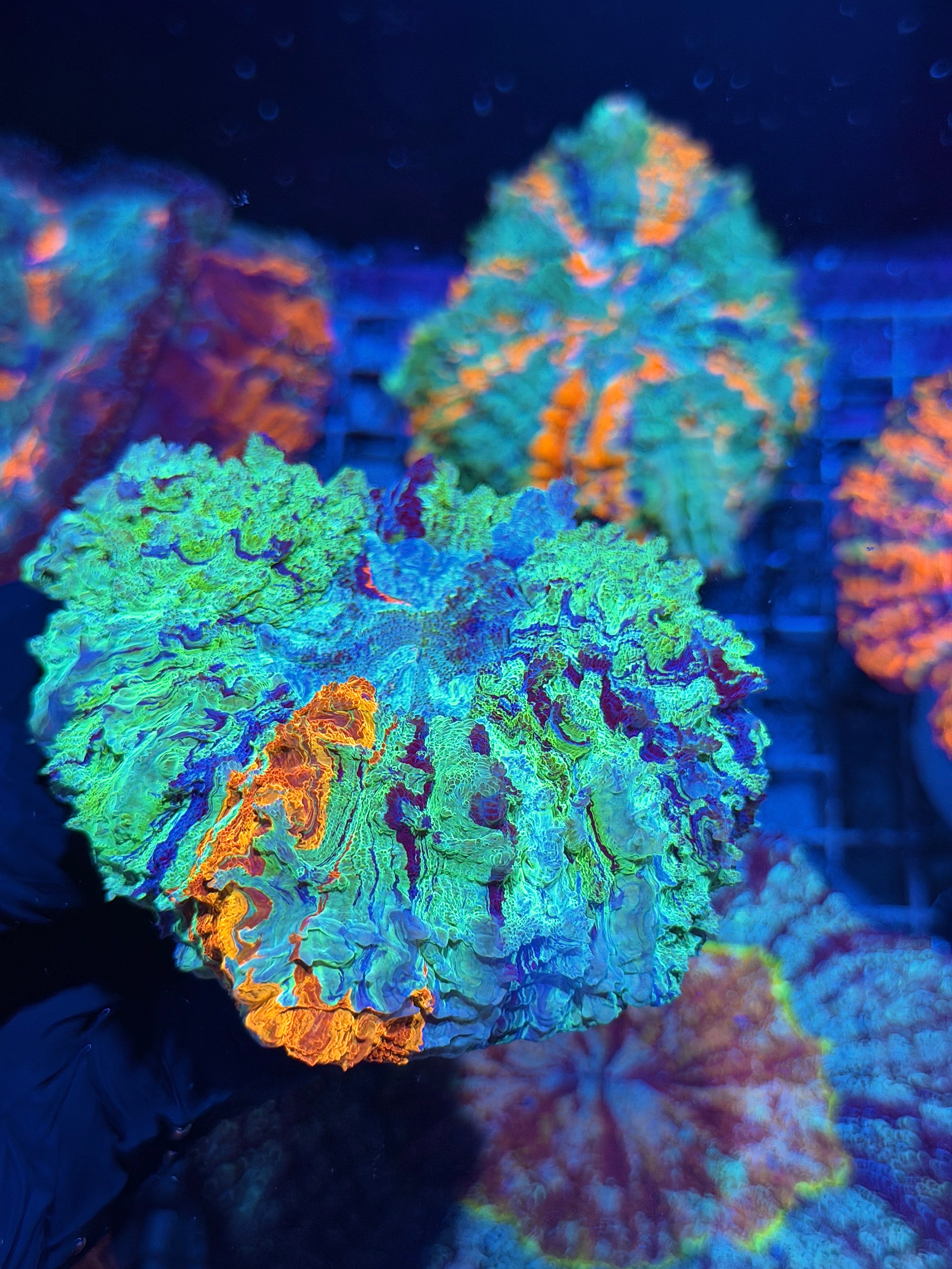 Rainbow Acanthophyllia Meat Coral 5+ Colors Insane