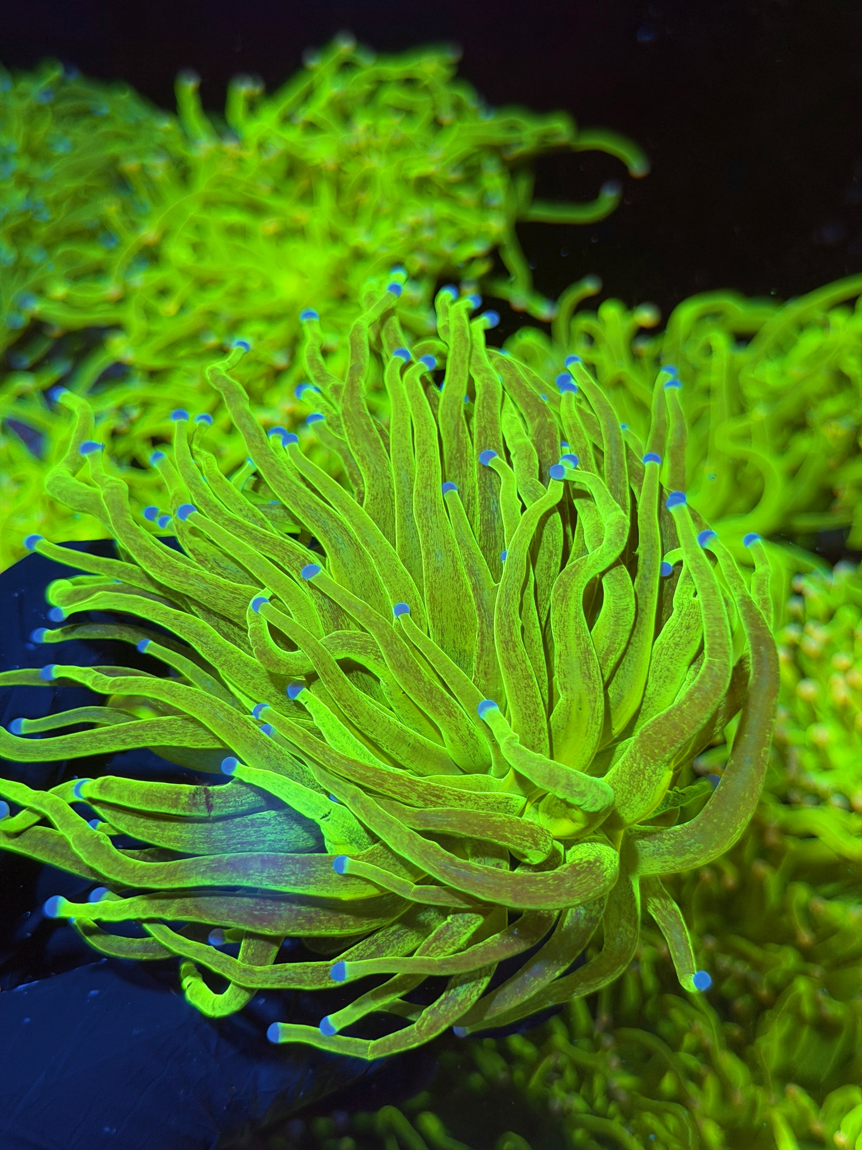 JEA Glitter 24K Holy Grail Torch Coral Splitting 2 Heads XXL 7/15