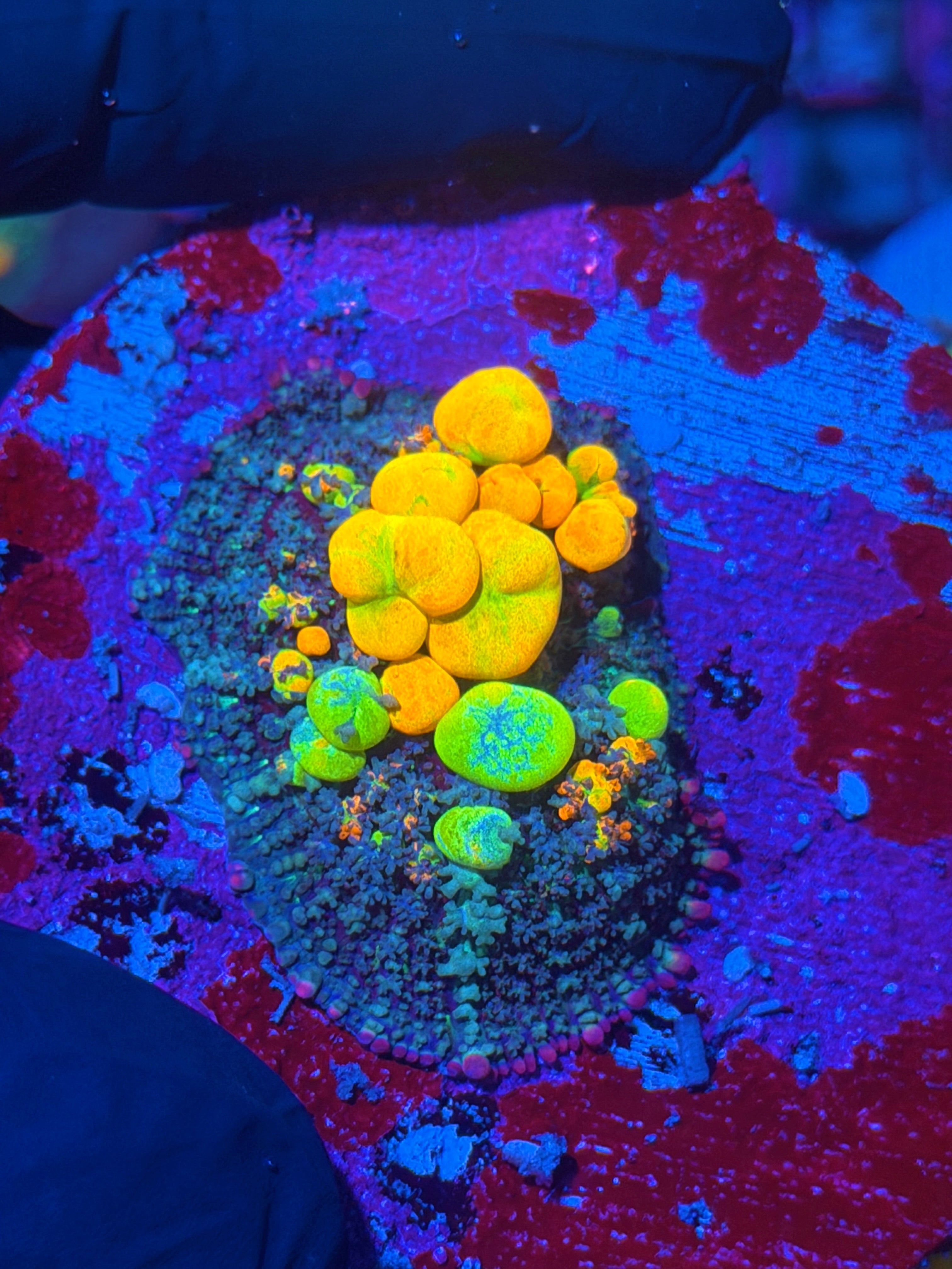 WWC OG Bounce Mushroom Coral XL 2” 12/1