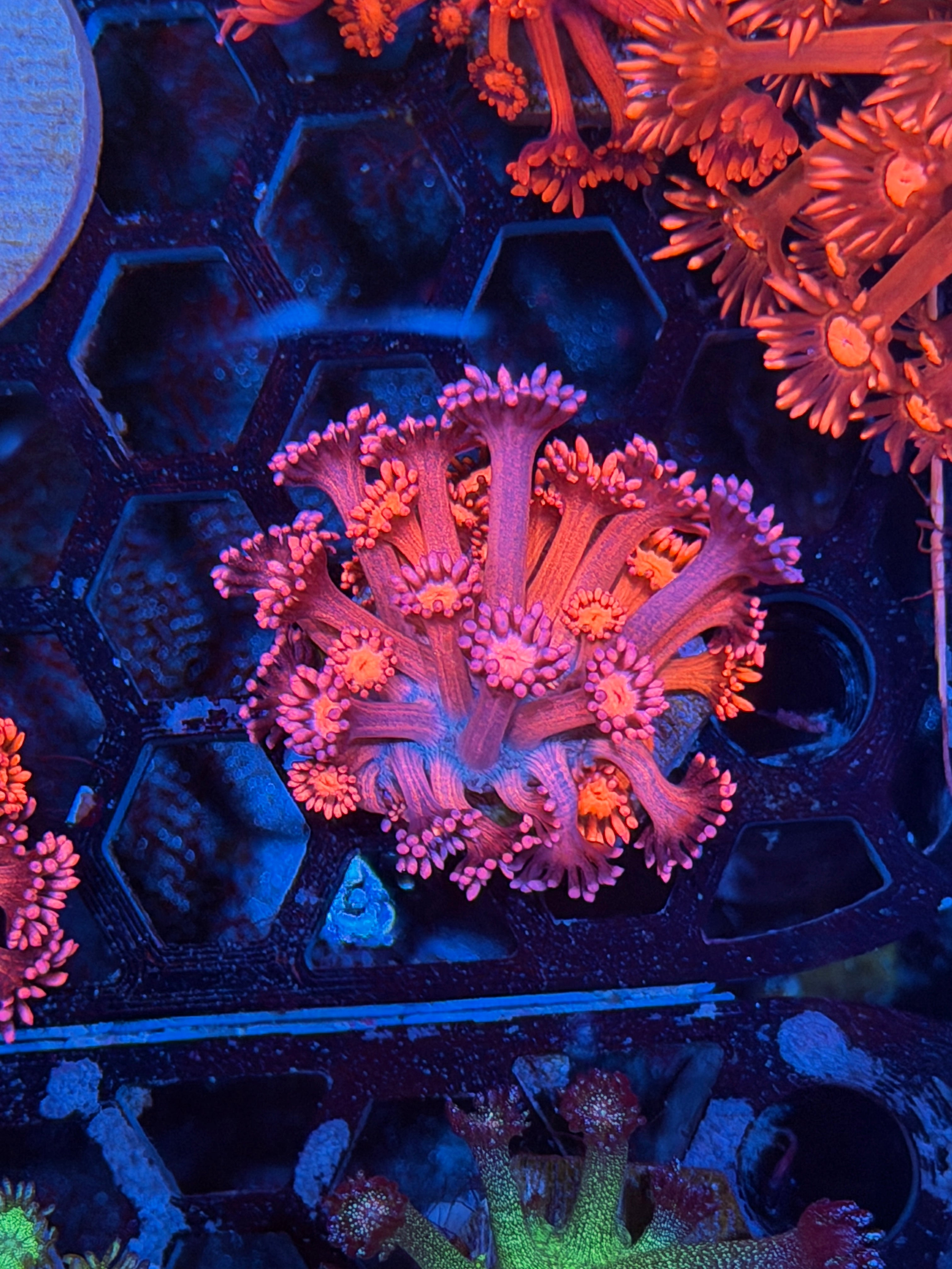 JEA Dynamite Goniopora Coral 8/7