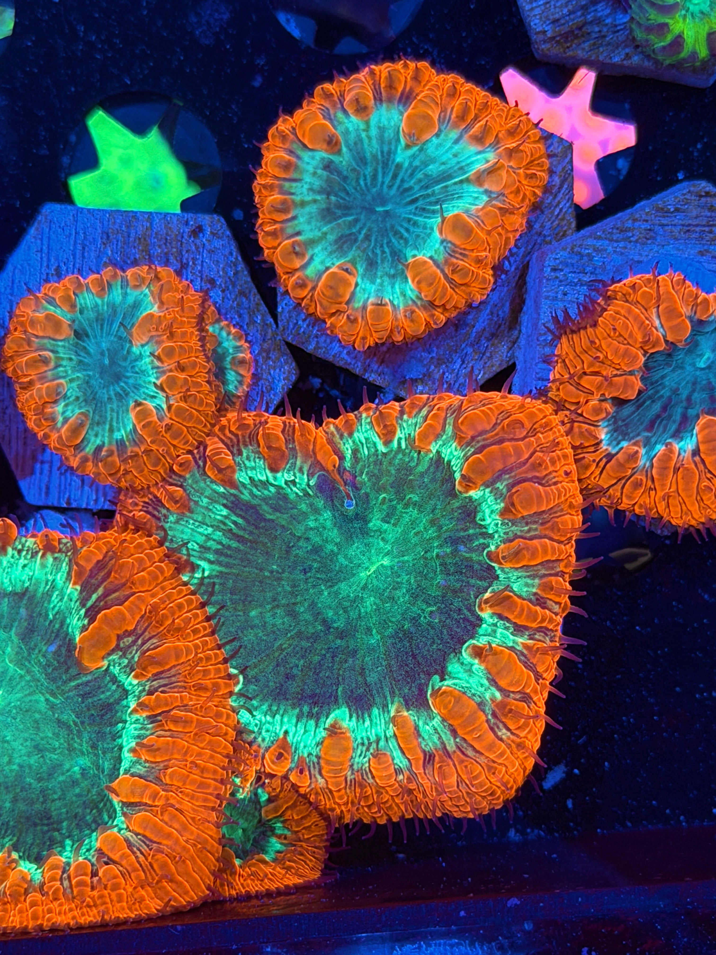 JEA Pyromaniac Blastomussa Coral 1 XXL Head 8/6