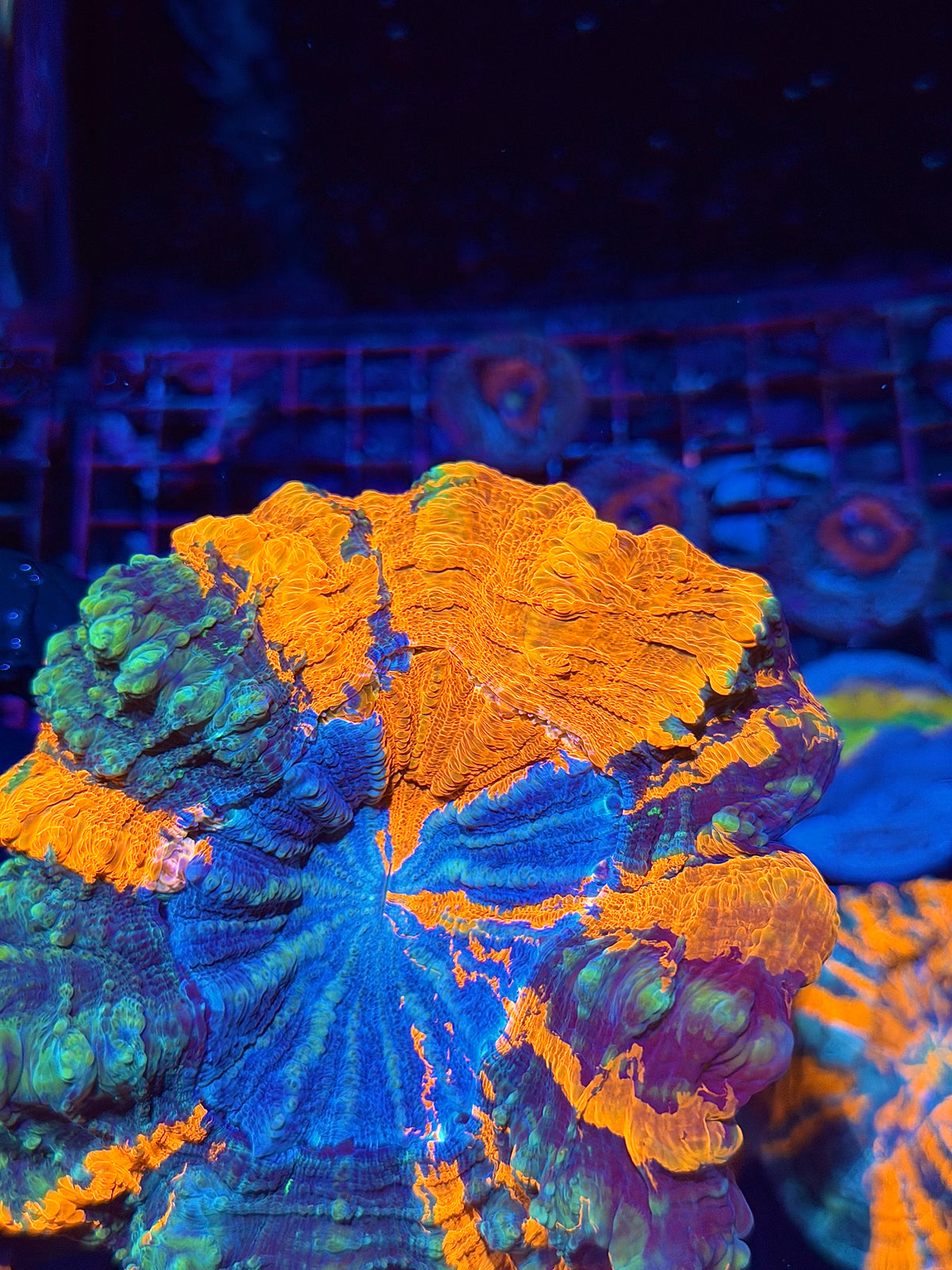 Rainbow Acanthophyllia Meat Coral XL