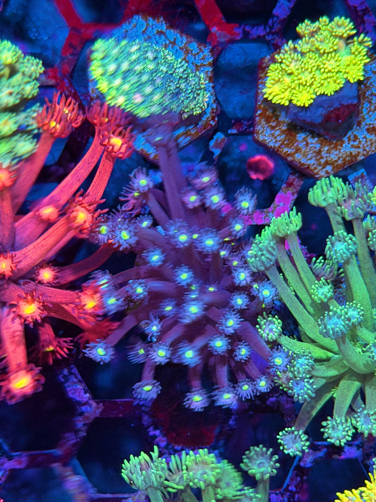 JEA Nightmare Goniopora Coral 10/21