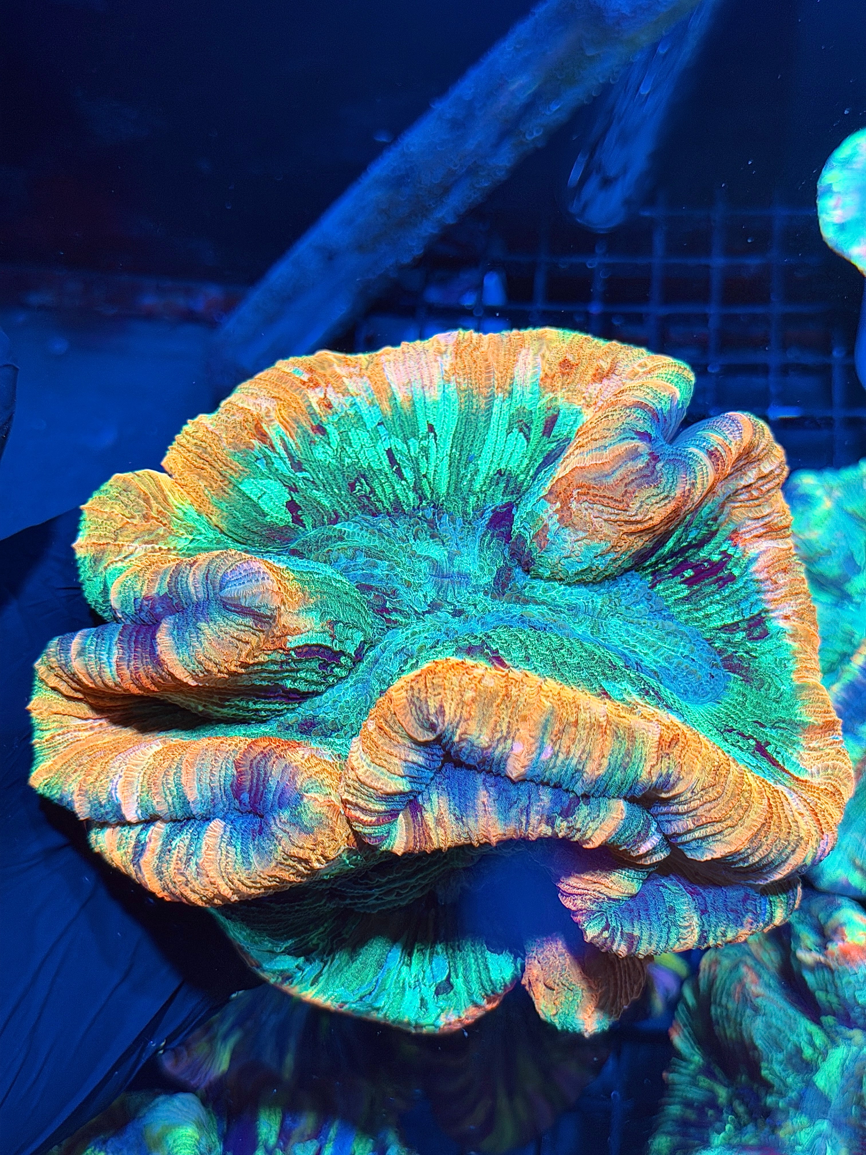 Rainbow Trachyphyllia Meat Coral XXL Show Piece 6/4