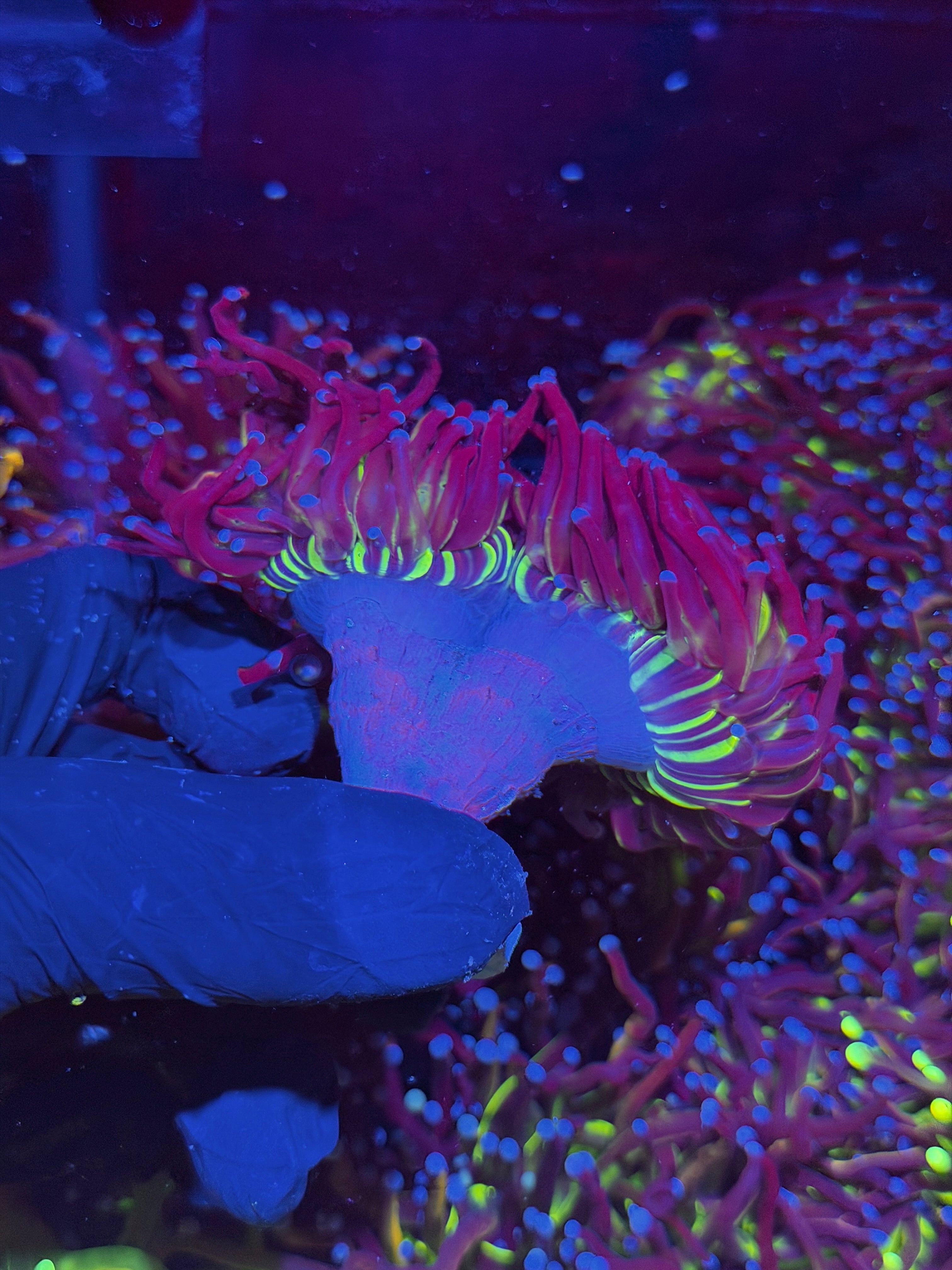 JEA Death Star Grail Torch Coral 2 Heads Splitting XXXL Show Size