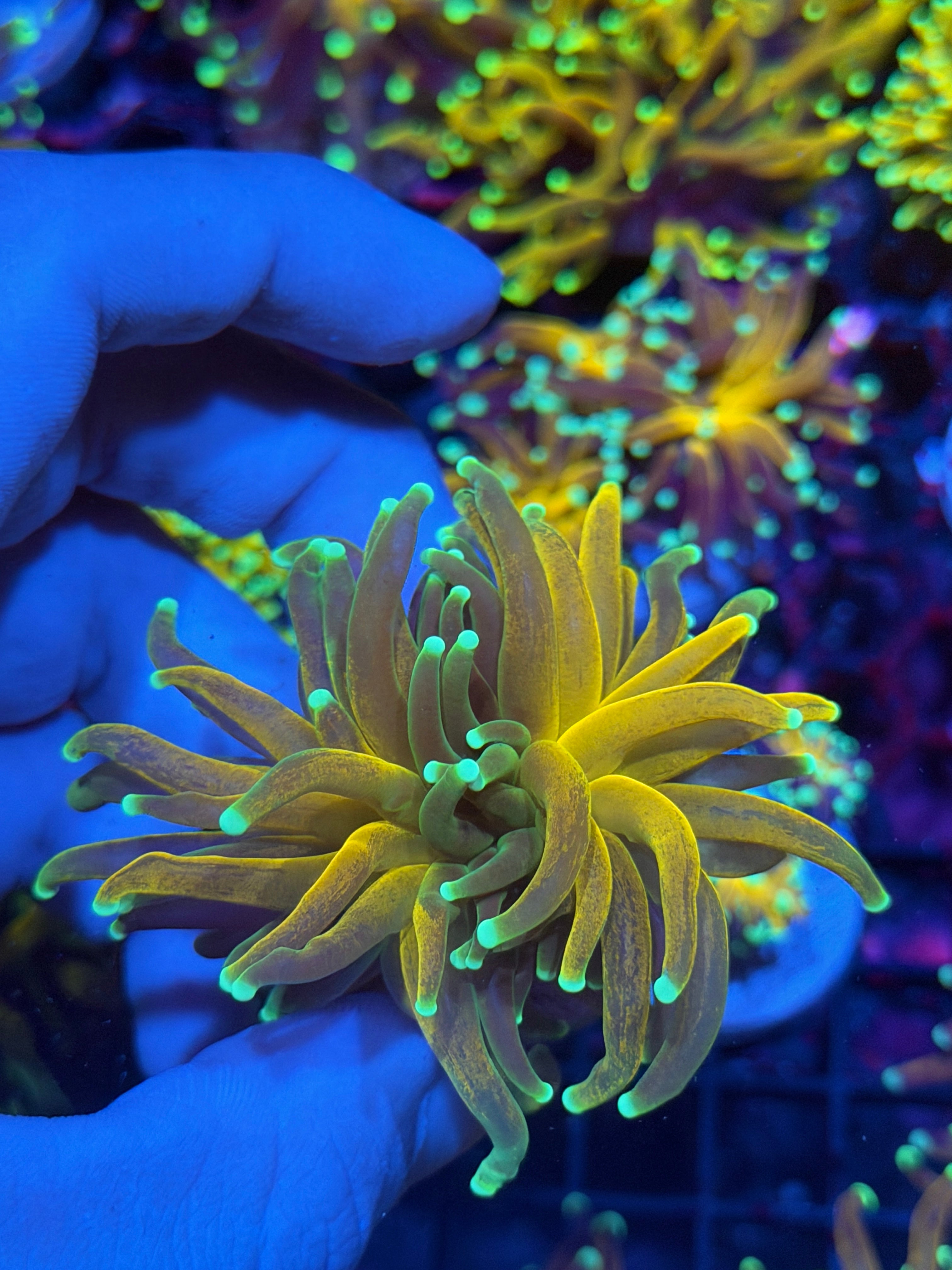 JEA Tiger Torch Coral 1 XXL Head Splitting 12/1