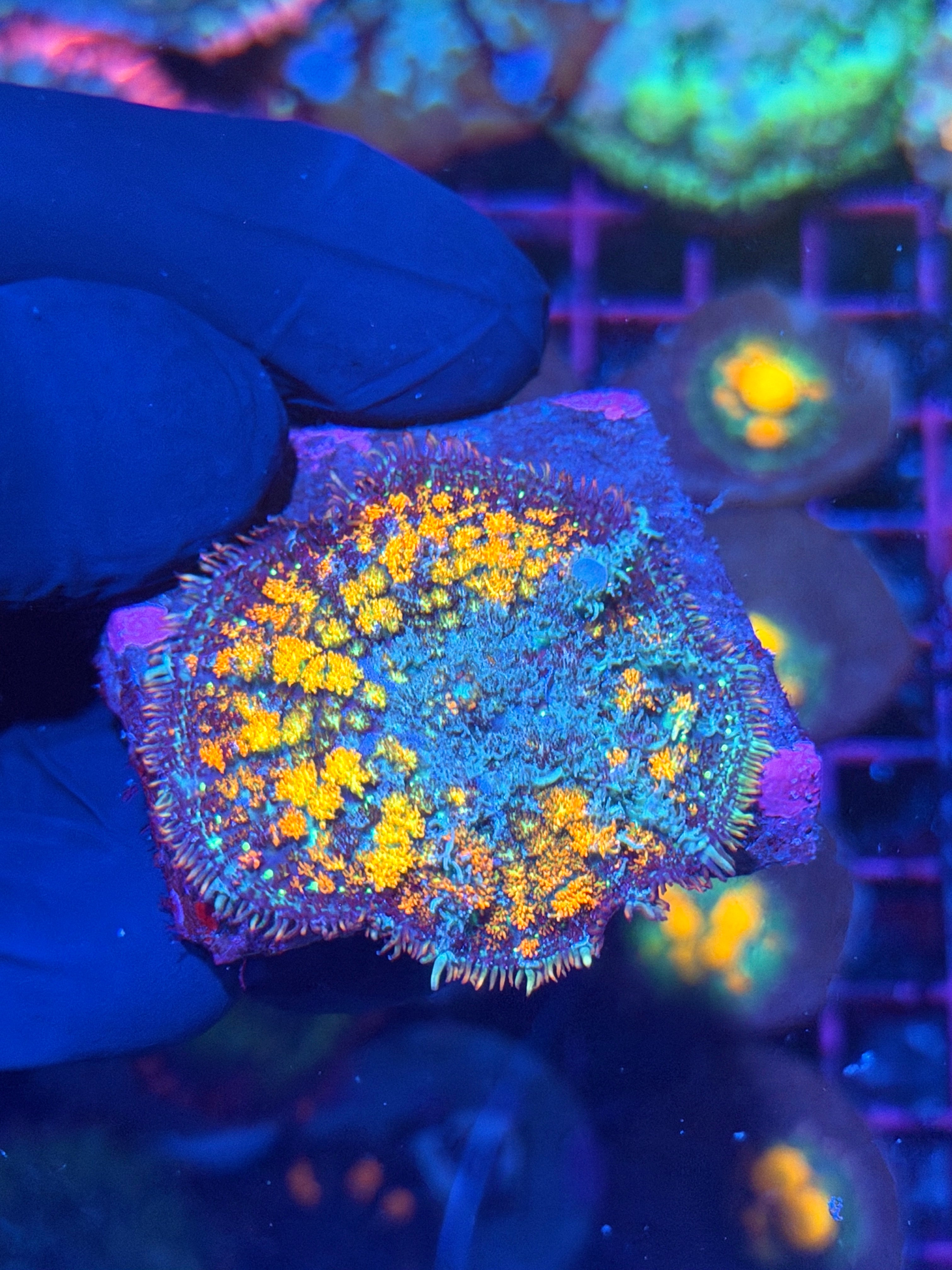 JEA Berserker Bounce Mushroom Coral XL 12/1