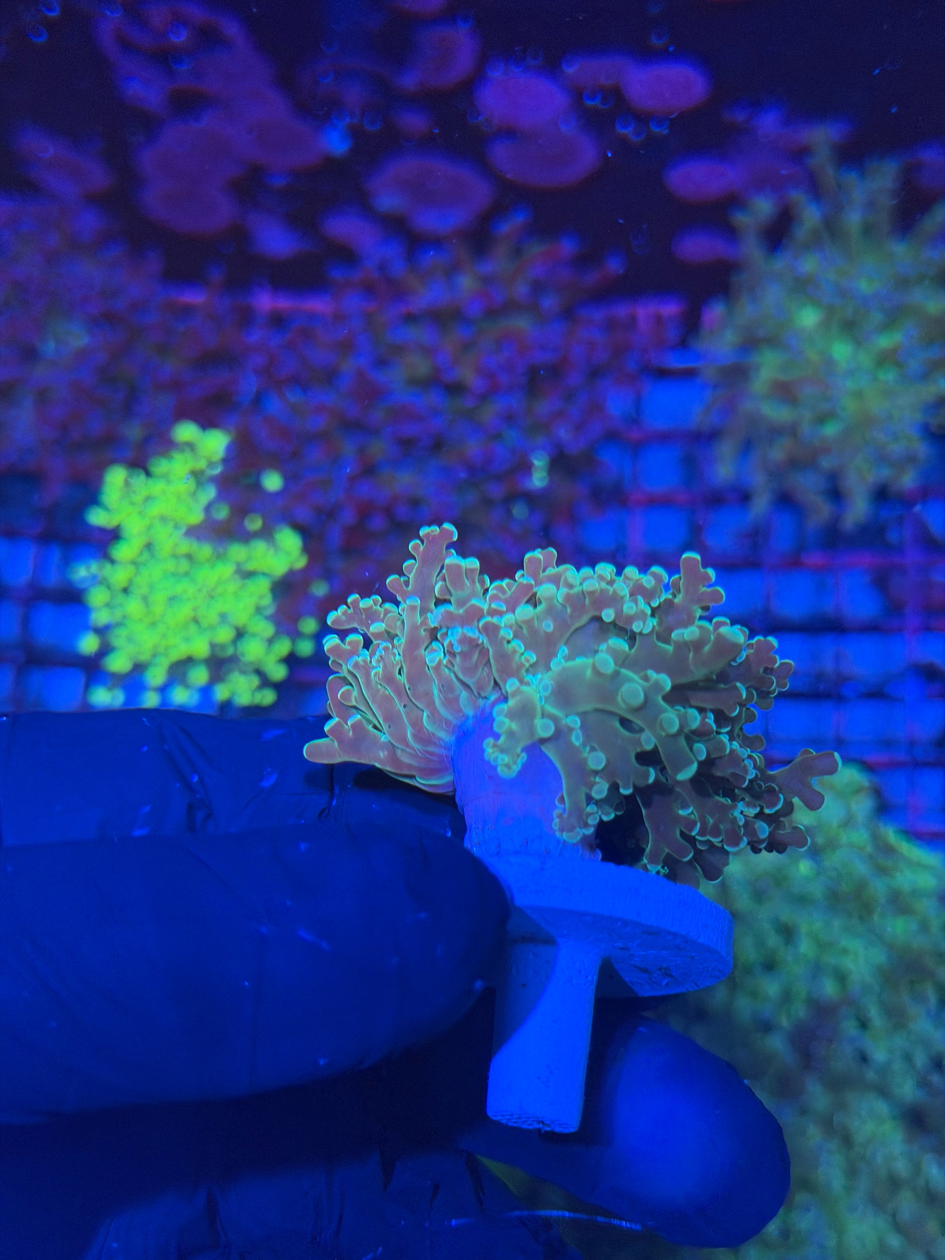 JEA Sour Apple Frogspawn Coral 1 XL Head 7/22